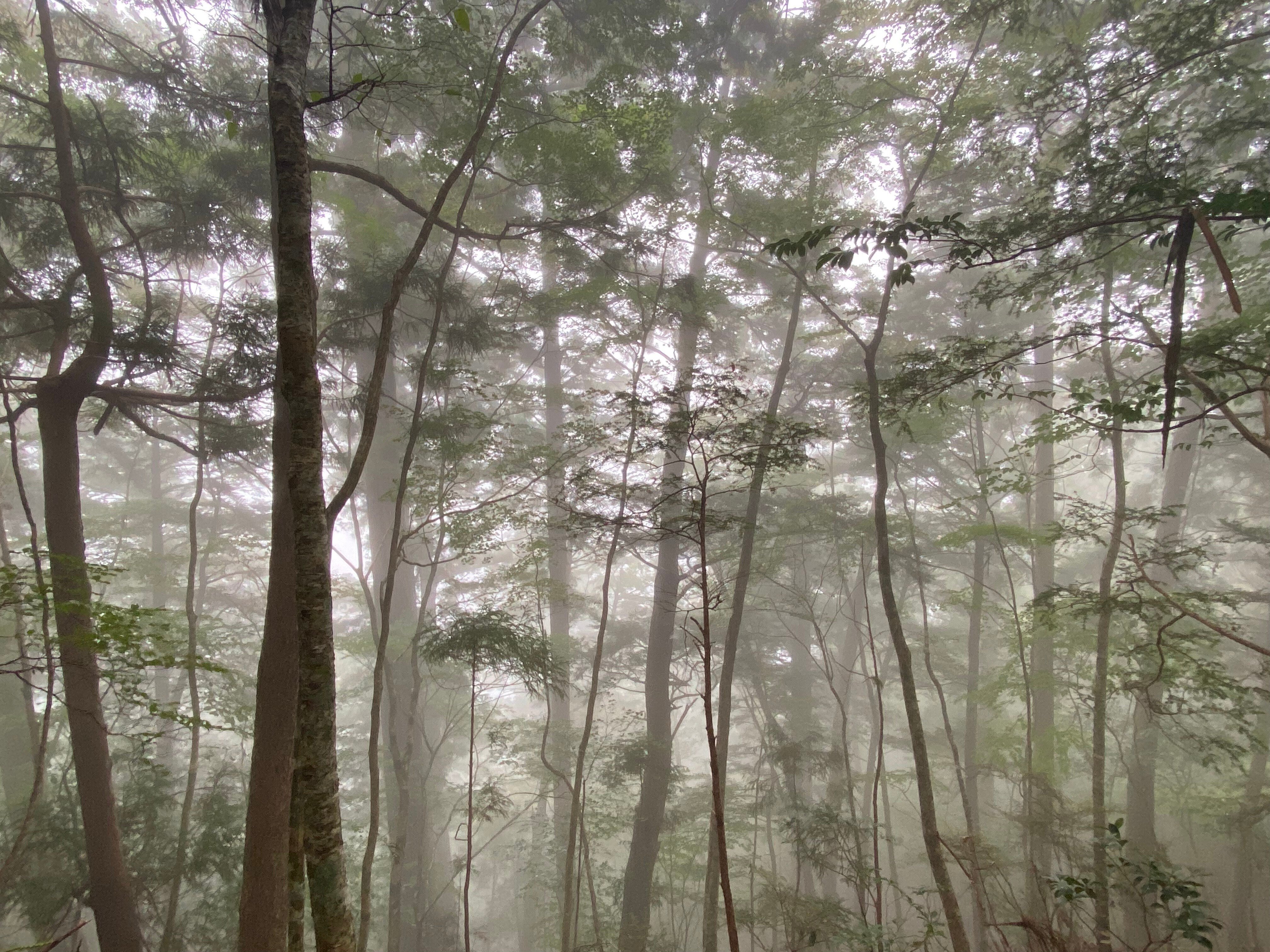 希望の象徴！幸運木【森からやって来た天然野生のもみの木さん＊樅の木】今年3年生！ 樹木シリーズ120 モ ミ | あきた森づくり活動サポートセンター