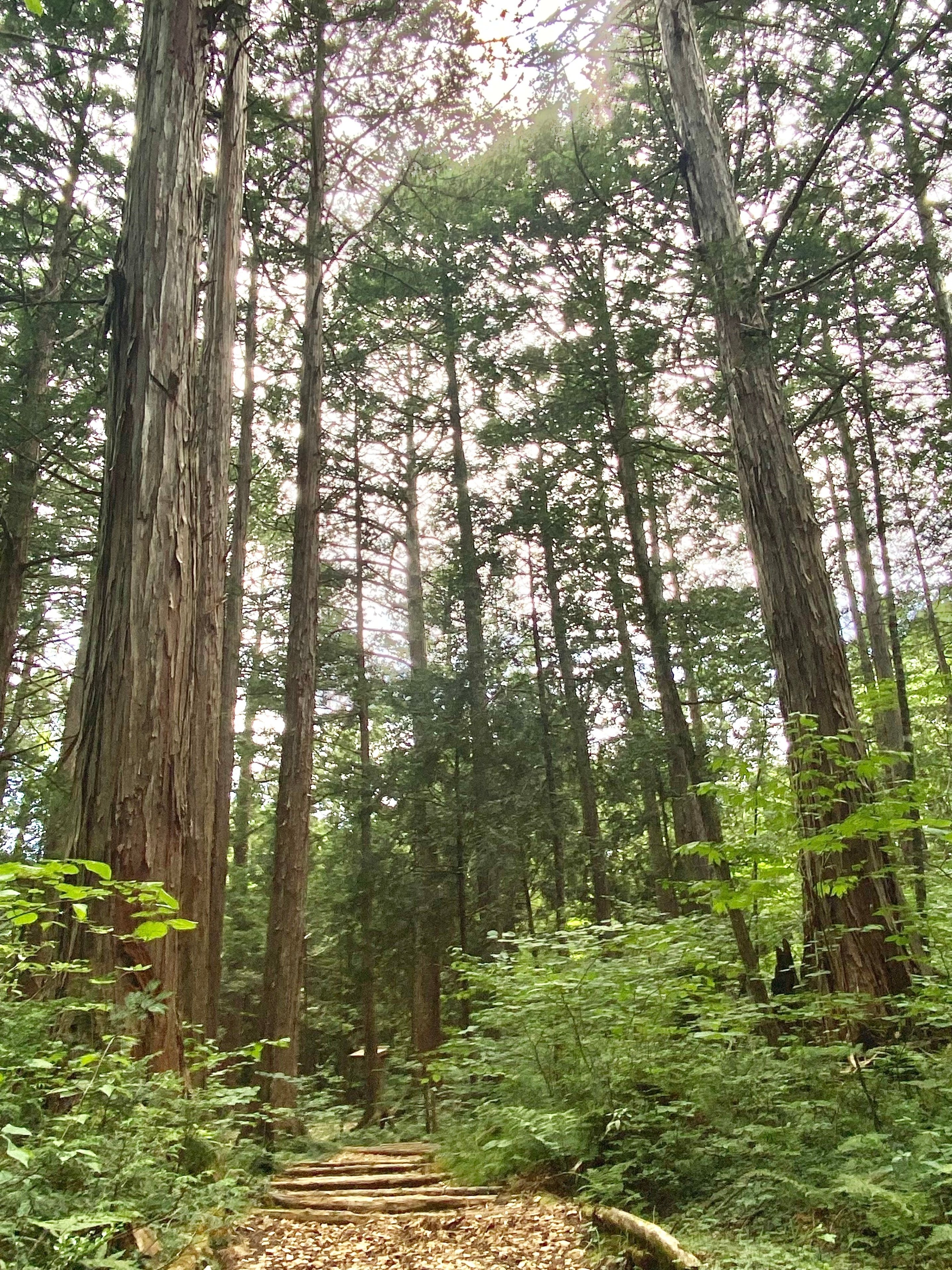 森歩きの楽しみ｜日本花卉文化株式会社