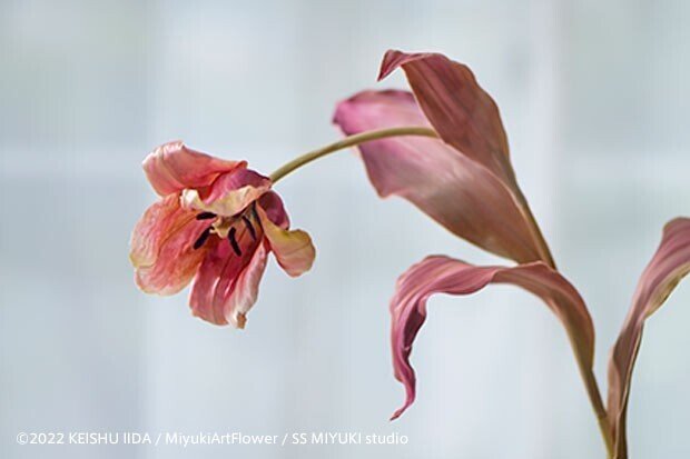 誰もが「本物だと思った」と驚く、布花の極地:深雪アート 誰もが「本物だと思った」と驚く、布花の極地:深雪アート
