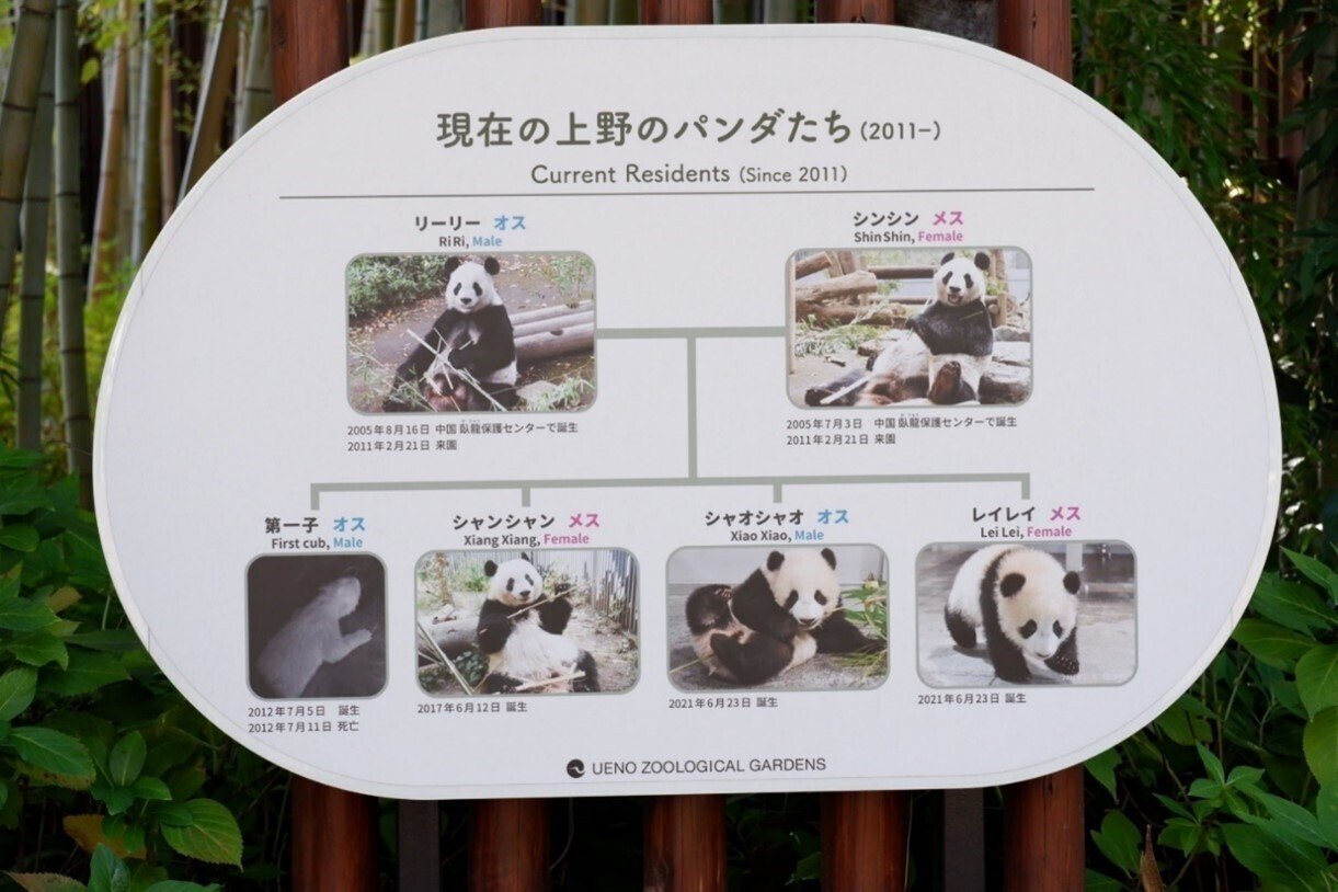 パンダ初心者が上野動物園に行ってみた！【上野のパンダさんぽ
