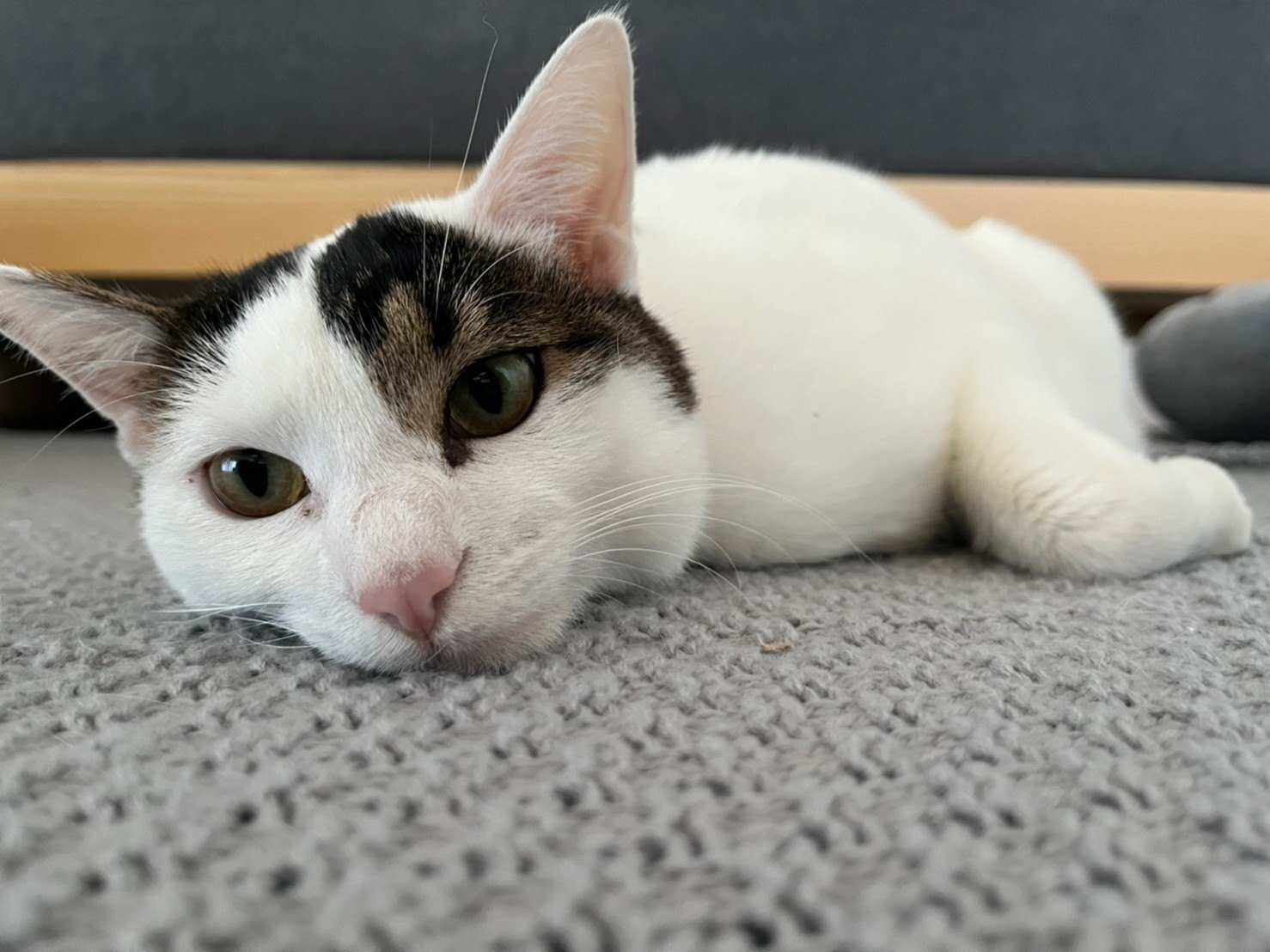 猫のぽかぽか冬支度 〜我が家の寒さ対策〜 #いい部屋ペット