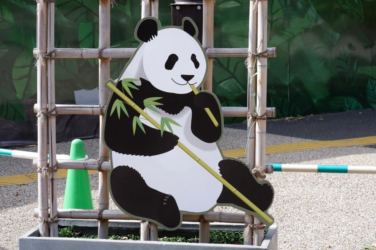 A Panda Novice Visits Ueno Zoo! [Ueno Panda Stroll]｜朝日新聞出版