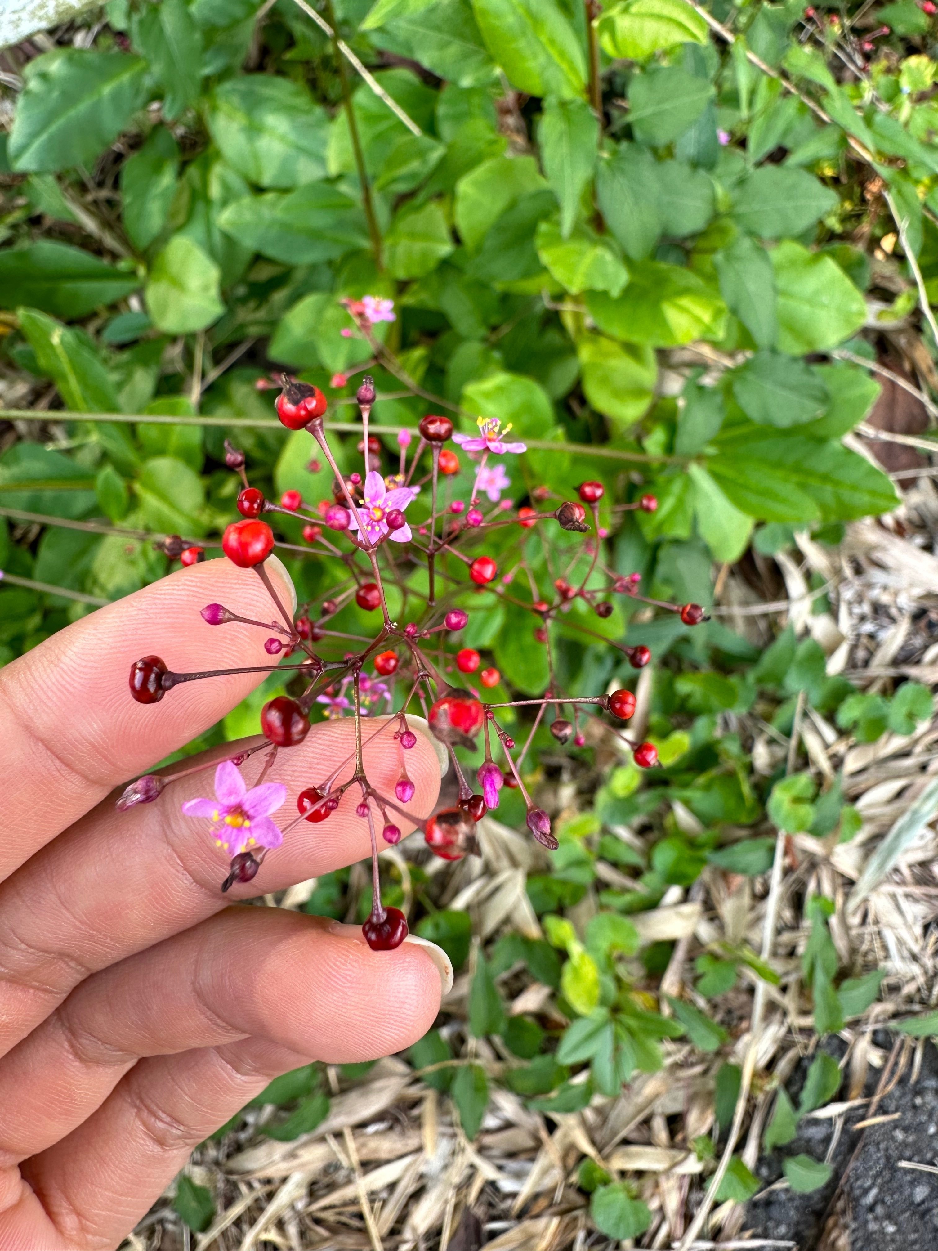 香蘭社 四方割鉄線花外赤濃ポット 香蘭社 四方割鉄線花外赤濃 ポット