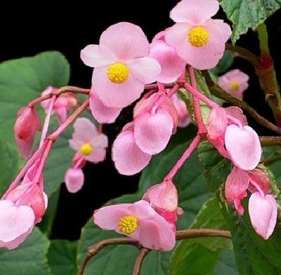 月で散った花たち ぼくの地球を守って に寄せて Small World Note