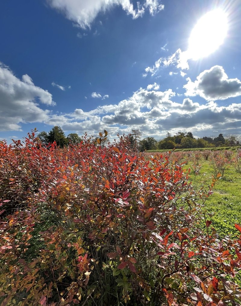 畑では、今がまさにブルーベリーの紅葉真っ盛り。（紅葉した葉は、もうじき落葉して土に分解され天然の肥料になります）　秋晴れの空に、ブルーベリー葉の赤がよく映えます。