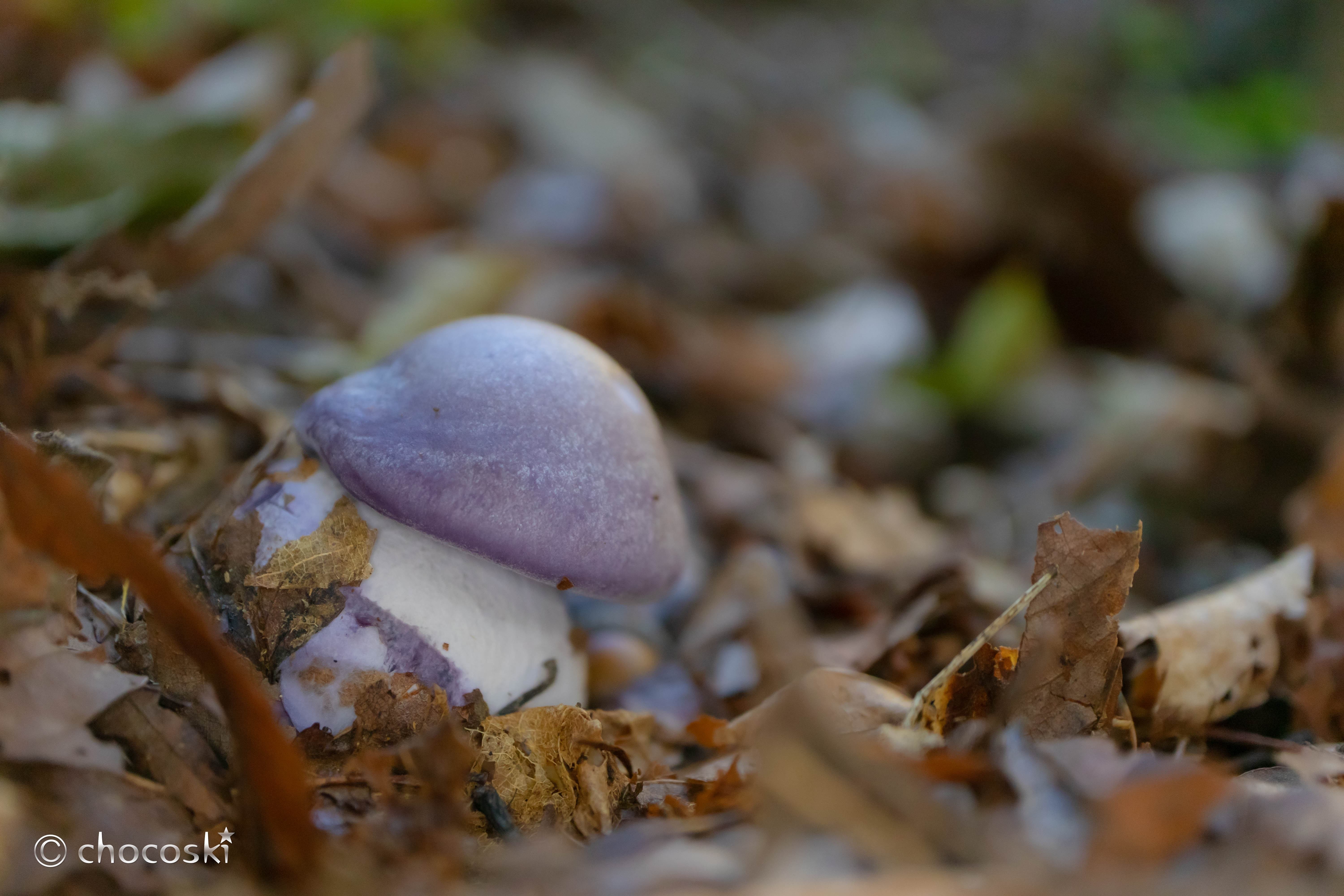 きのこ散歩＊2022/10/29きのこ作家さんたちをカラマツ林に連れて行く
