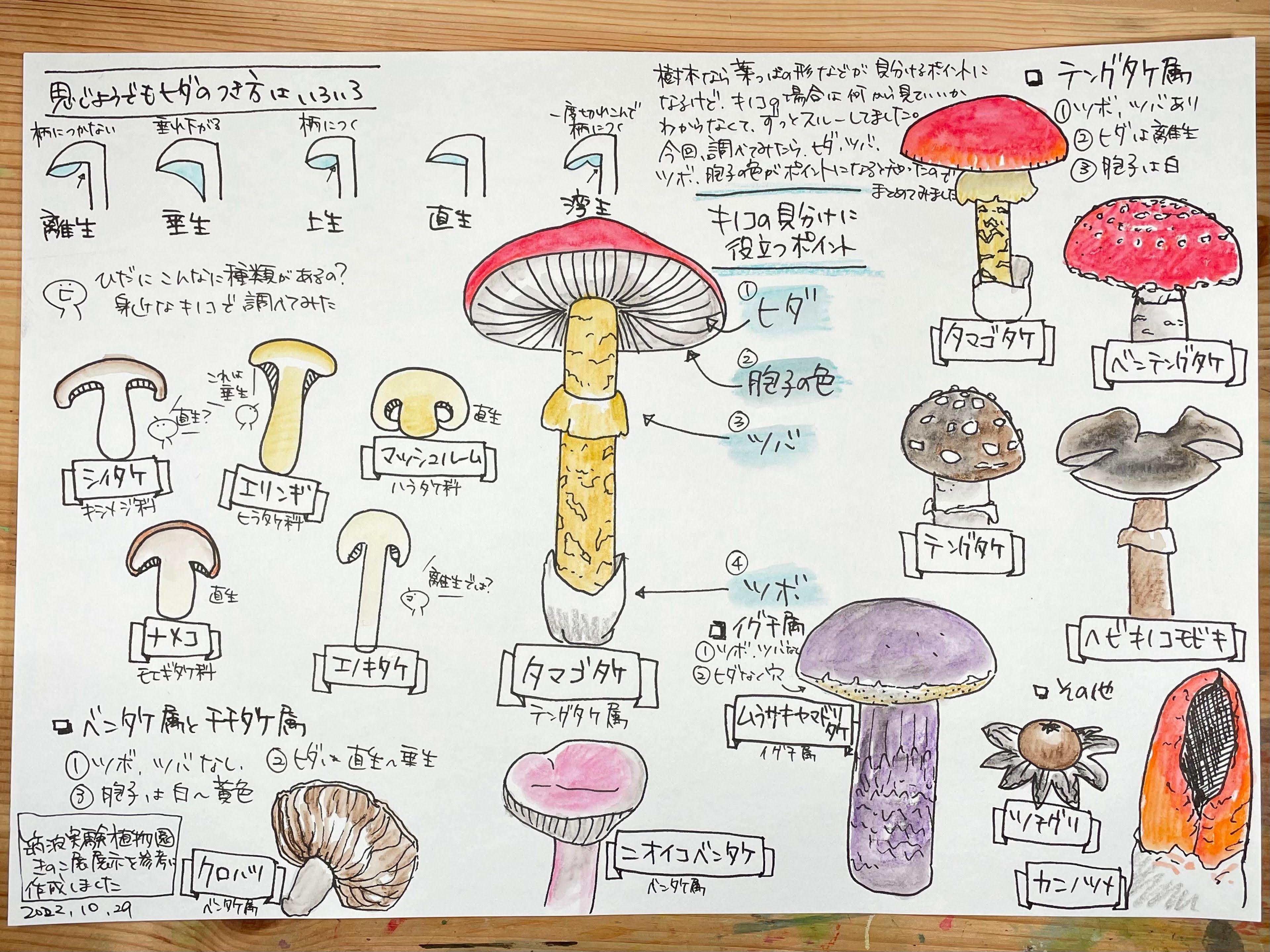 手づくり図鑑（きのこの見分けに役立つポイント）｜くますけ｜自然