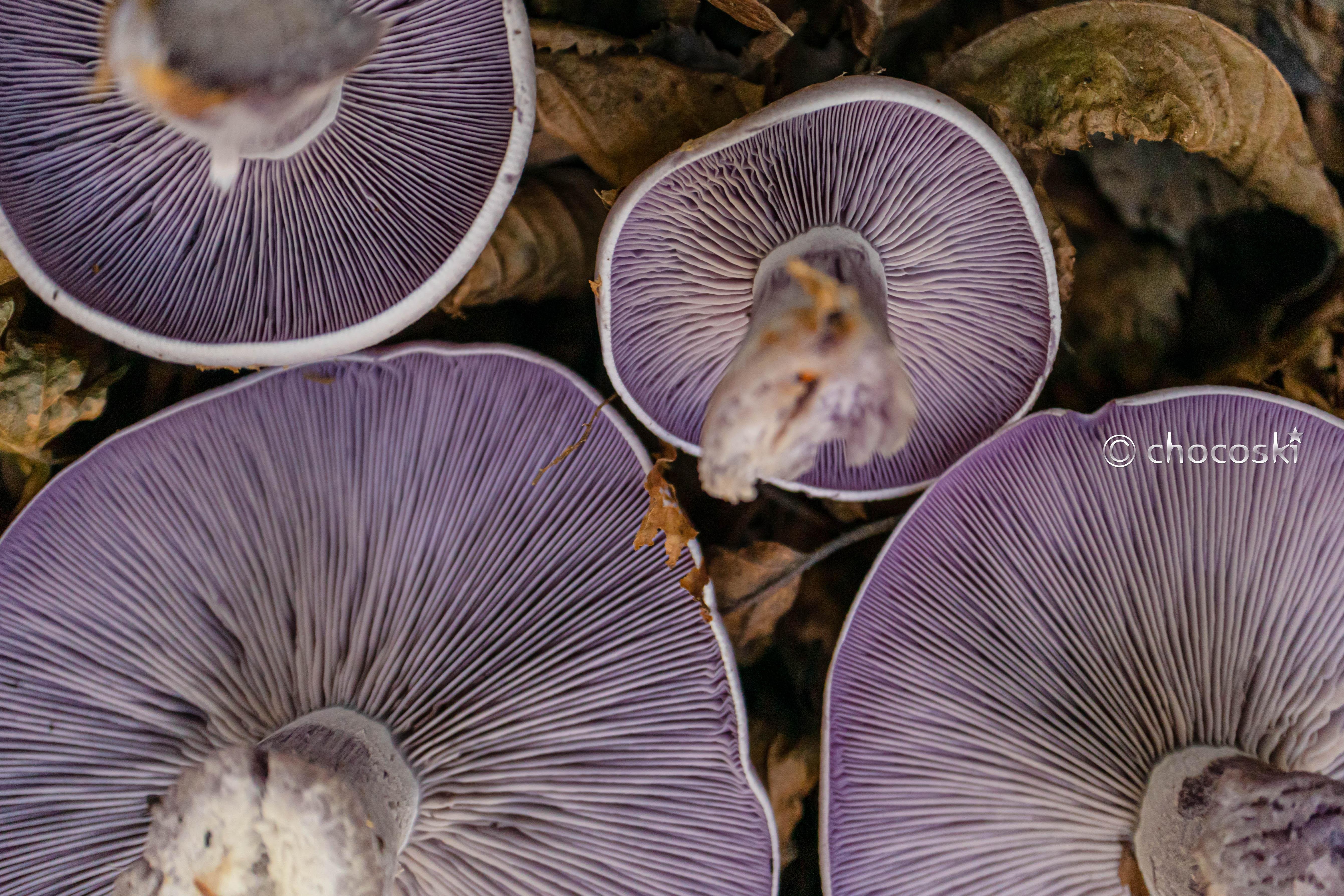 きのこ散歩＊2022/10/29きのこ作家さんたちをカラマツ林に連れて行く