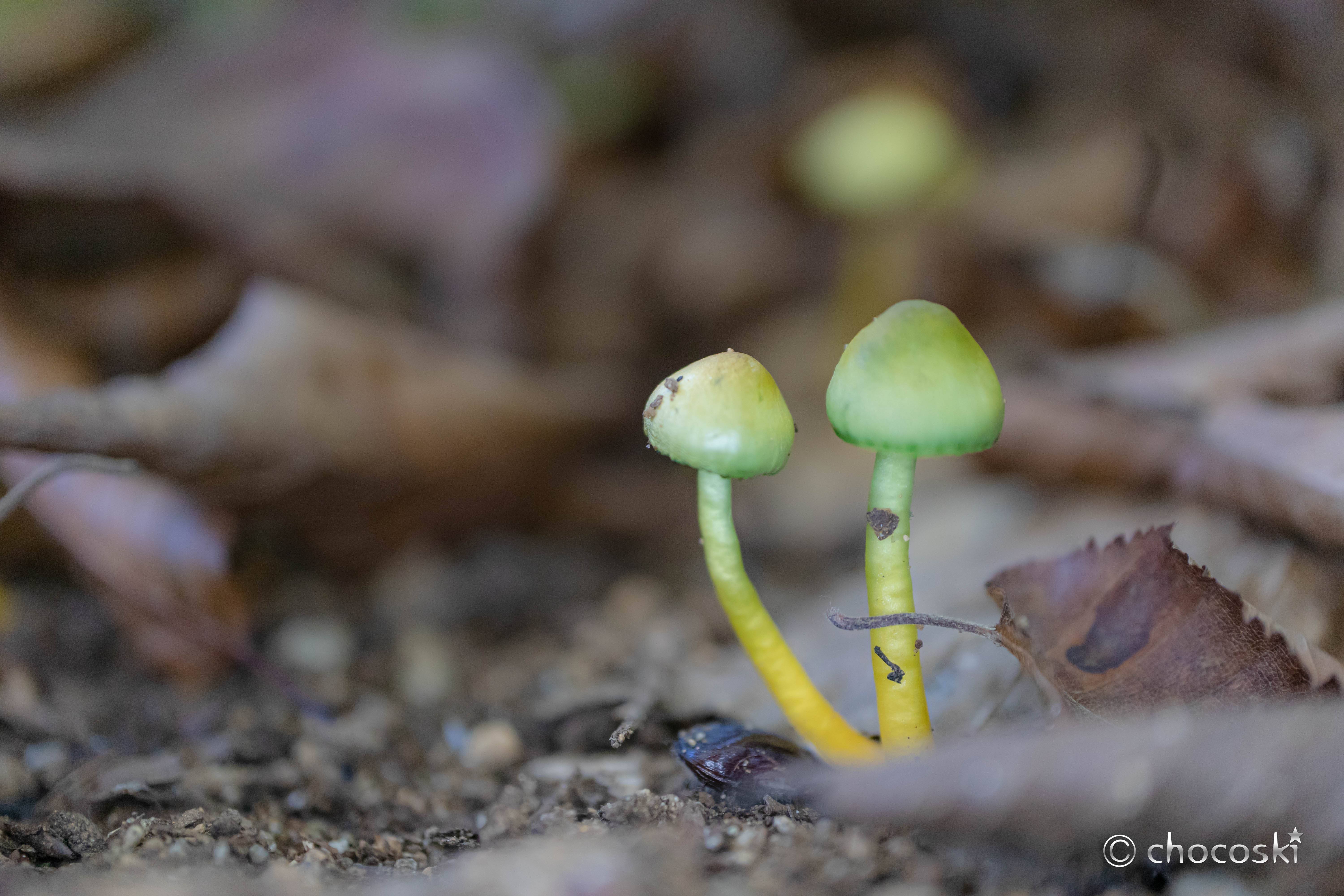 きのこ散歩＊2022/10/29きのこ作家さんたちをカラマツ林に連れて行く