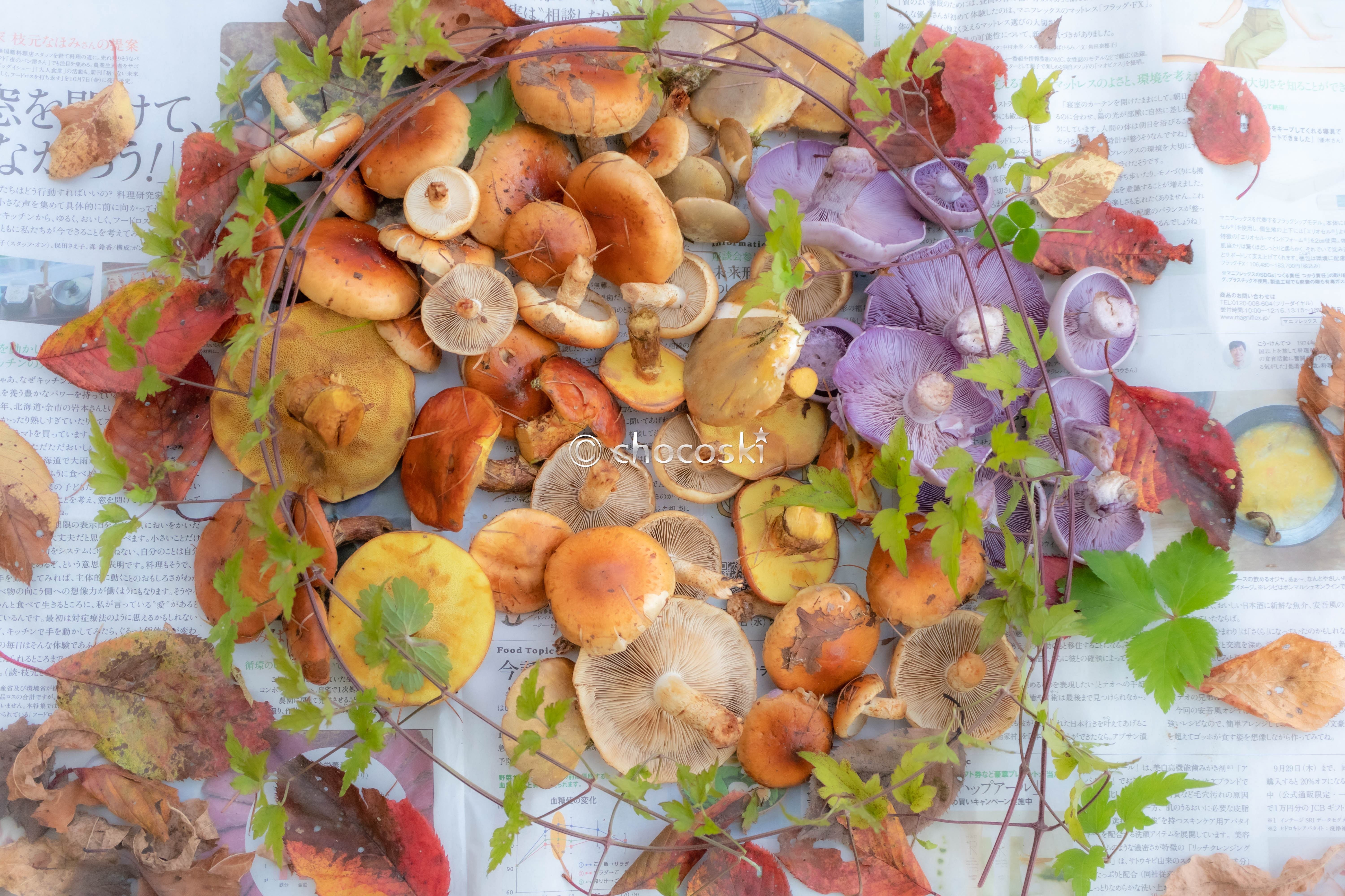 きのこ散歩＊2022/10/29きのこ作家さんたちをカラマツ林に連れて行く