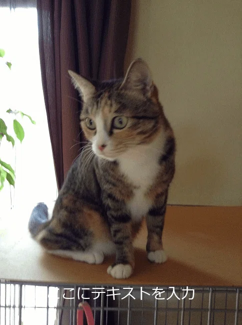 画像