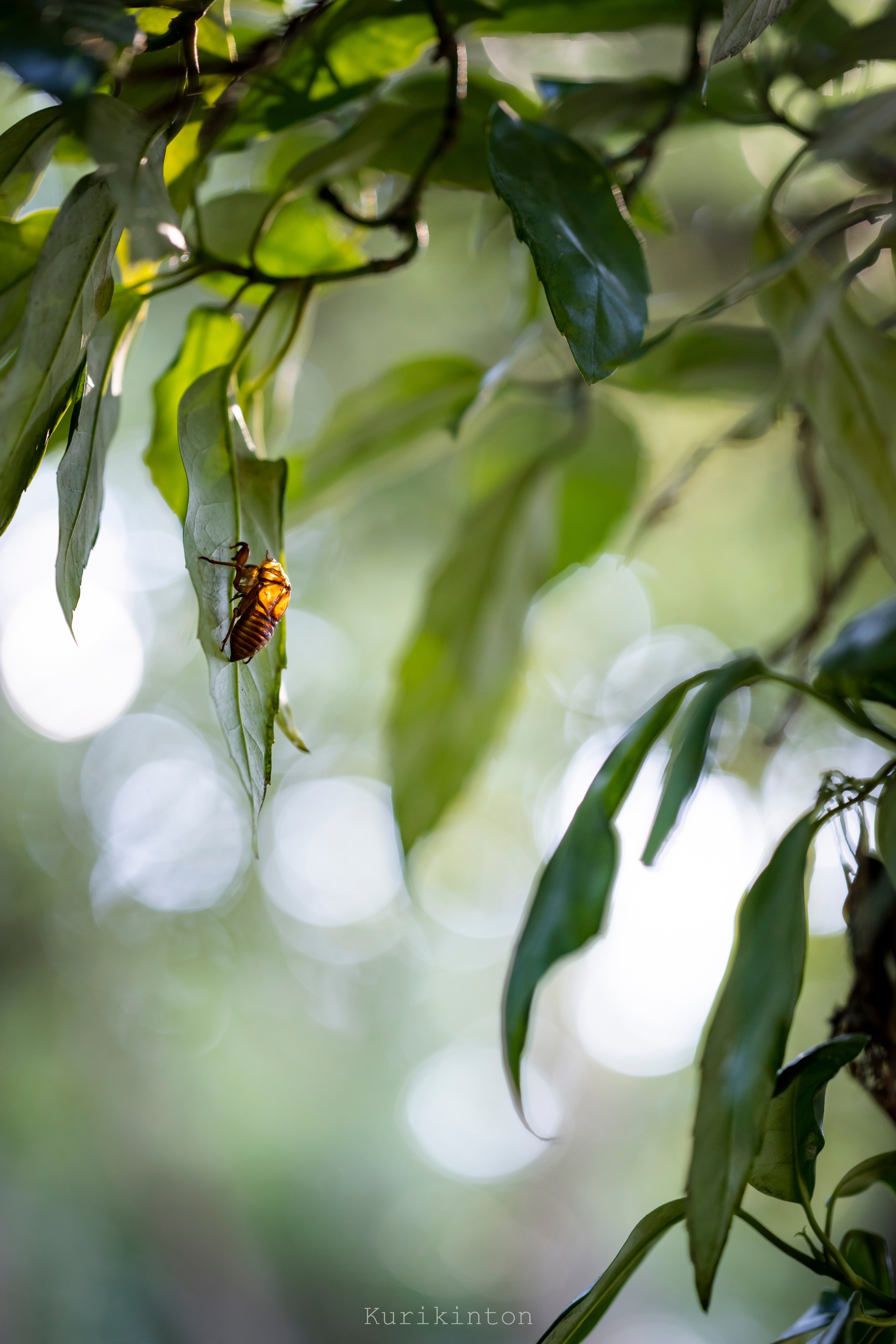 やってもたがなNikon Z9｜栗きんとん