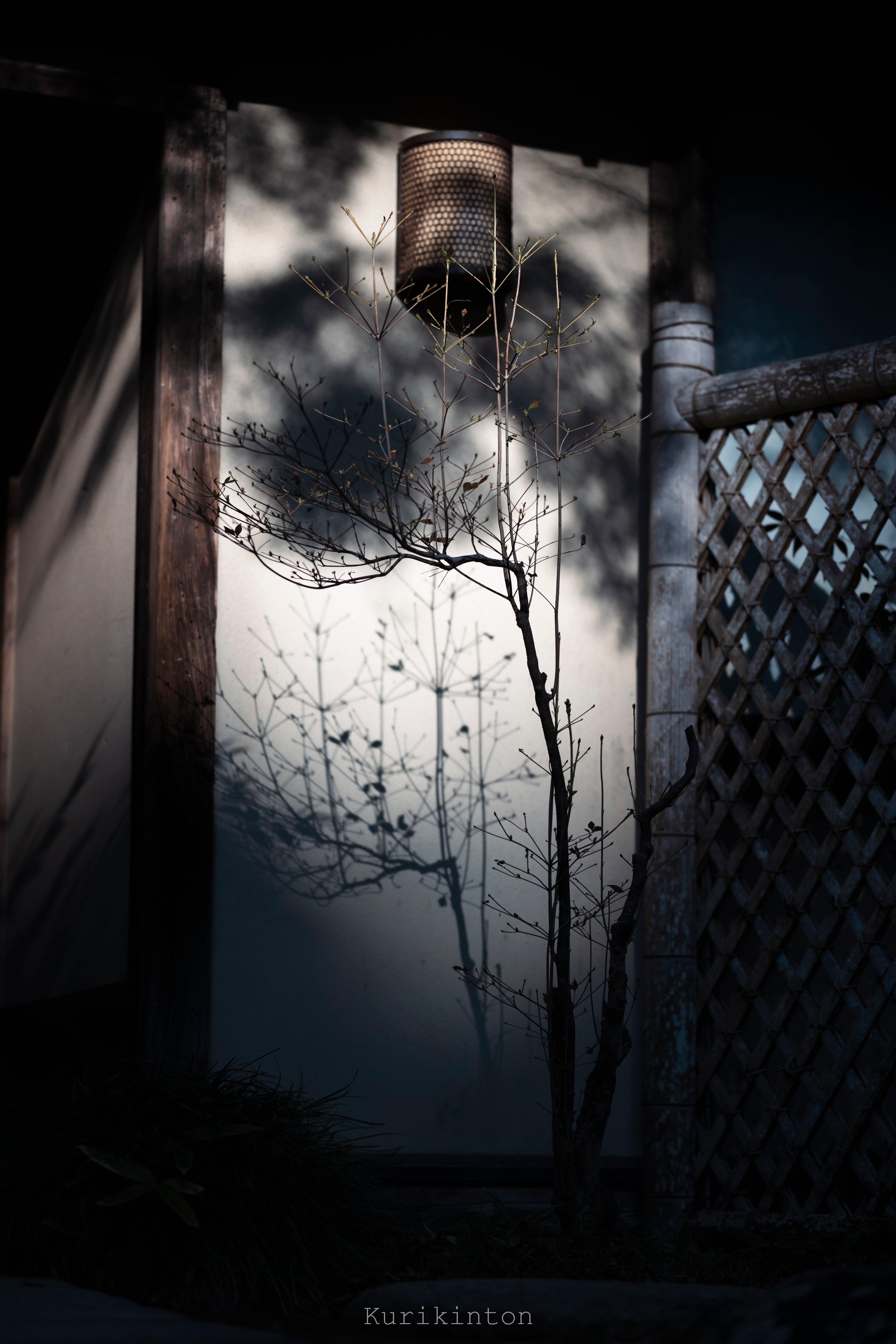 やってもたがなNikon Z9｜栗きんとん