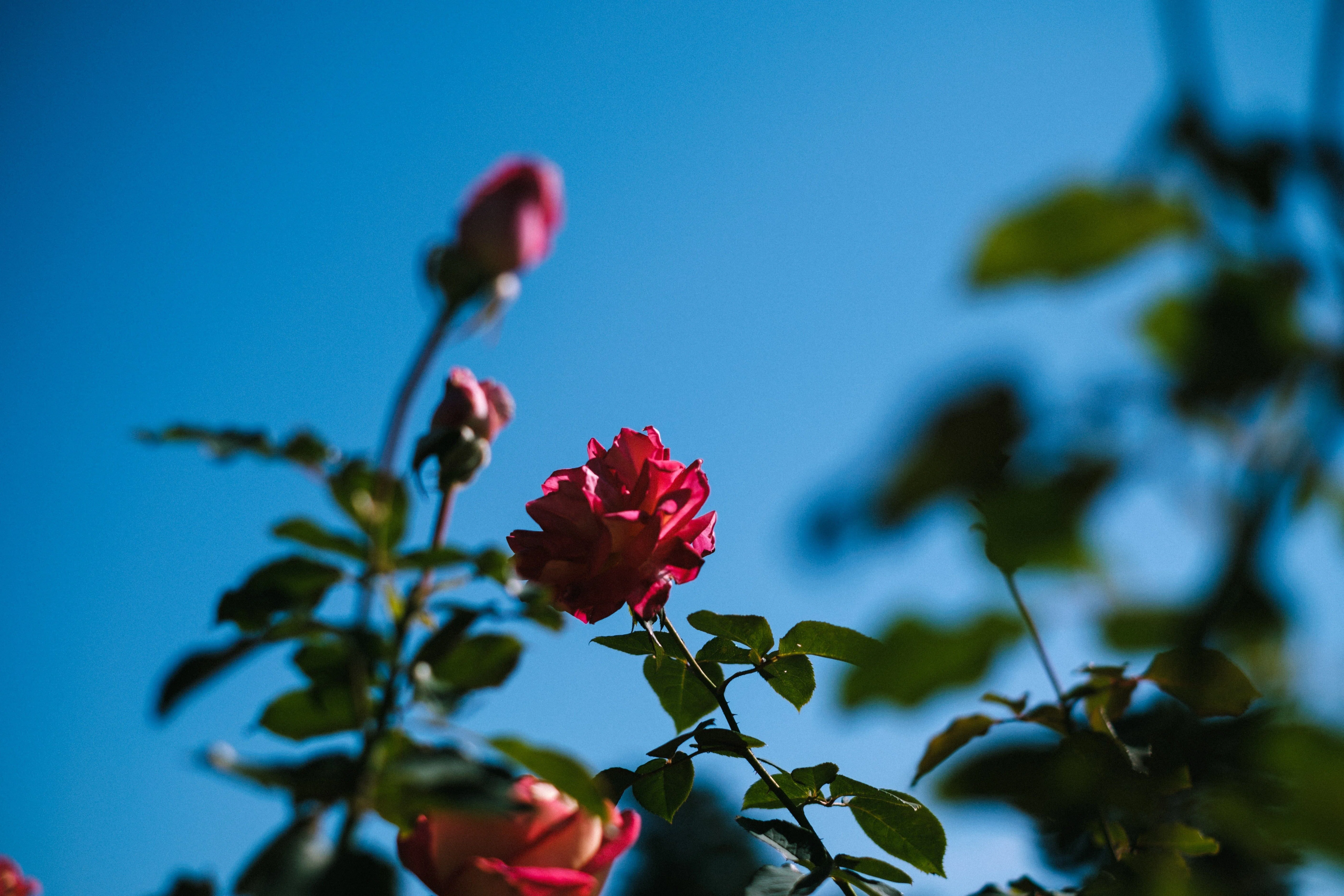 写真日記】オールドレンズから覗く景色は薔薇色｜fumi