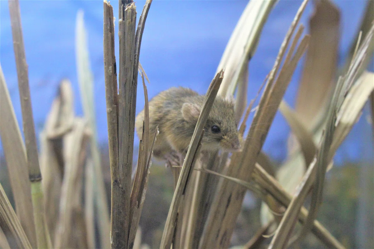 【激レア動画必見】カヤネズミ大特集｜仙台うみの杜水族館