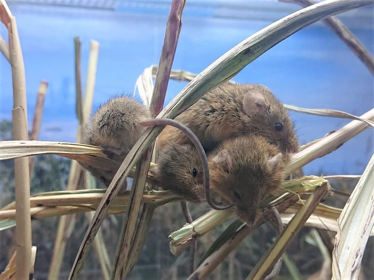 【激レア動画必見】カヤネズミ大特集｜仙台うみの杜水族館