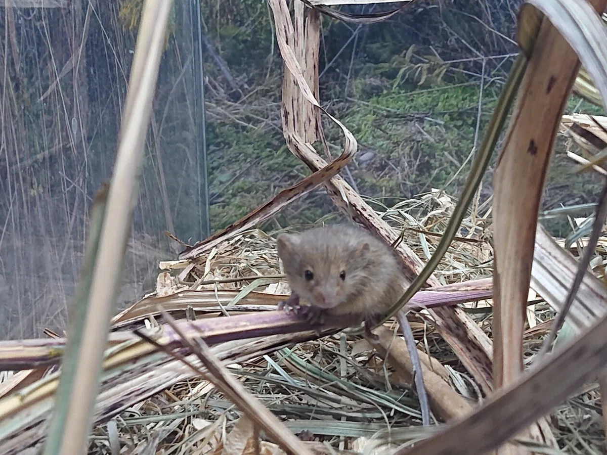 【激レア動画必見】カヤネズミ大特集｜仙台うみの杜水族館