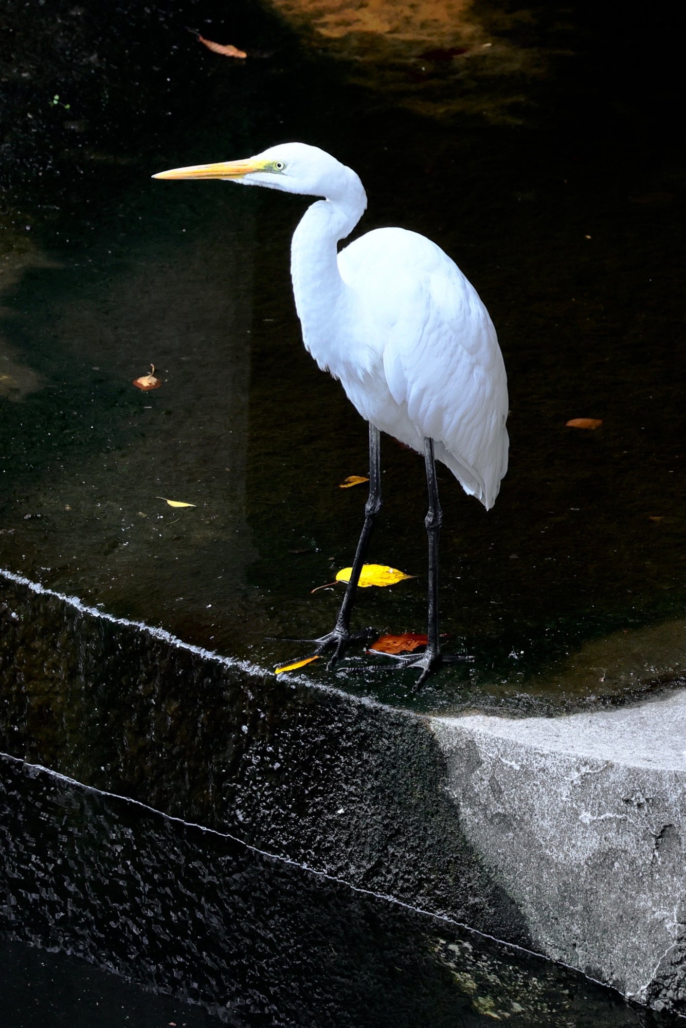 大東京カワセミ日記136 06 殿様池でひさしぶりに 柳瀬 博一 Note 大東京カワセミ日記136 06 殿様池でひさしぶりに 柳瀬 博一 Note