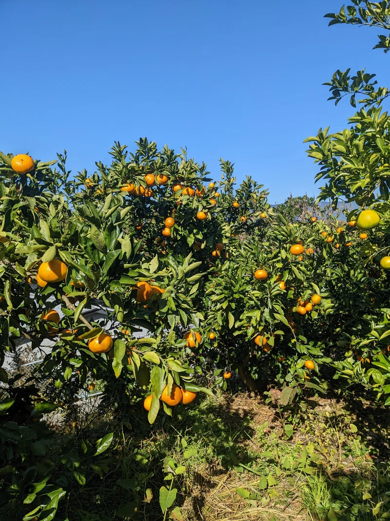 ヘアリーベッチが疎らに発芽｜ほうき山農園