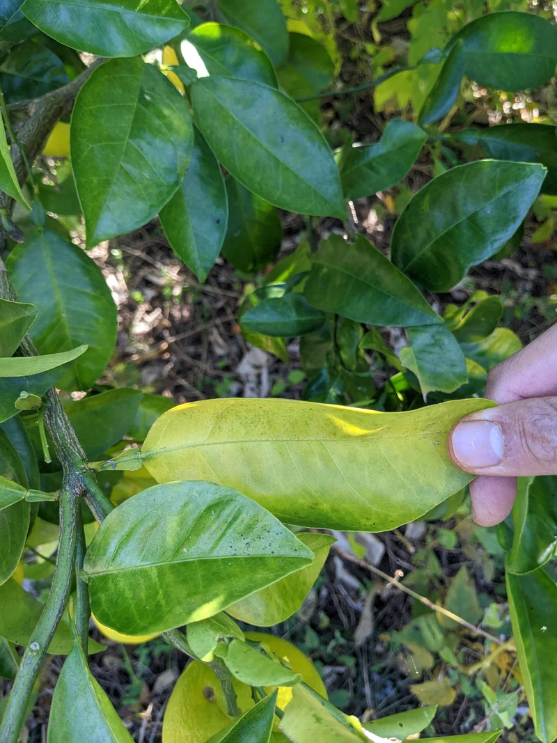 ヘアリーベッチが疎らに発芽｜ほうき山農園