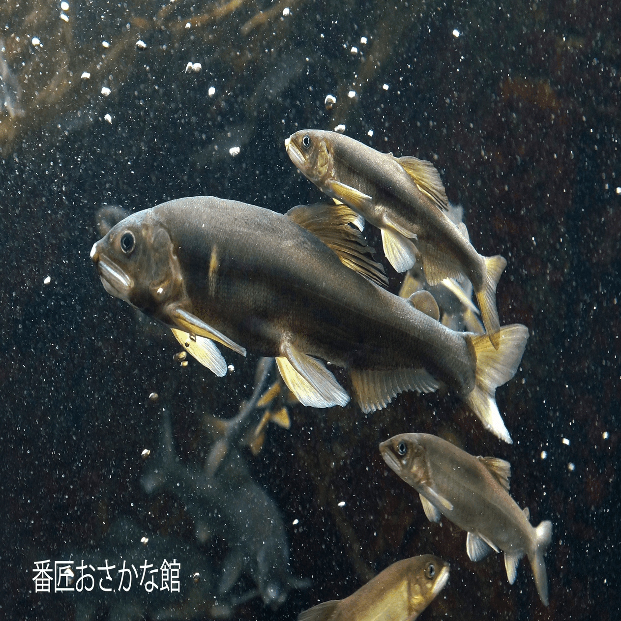 尺あゆの体が黒く見るなら今！（番匠おさかな館）｜道の駅やよい