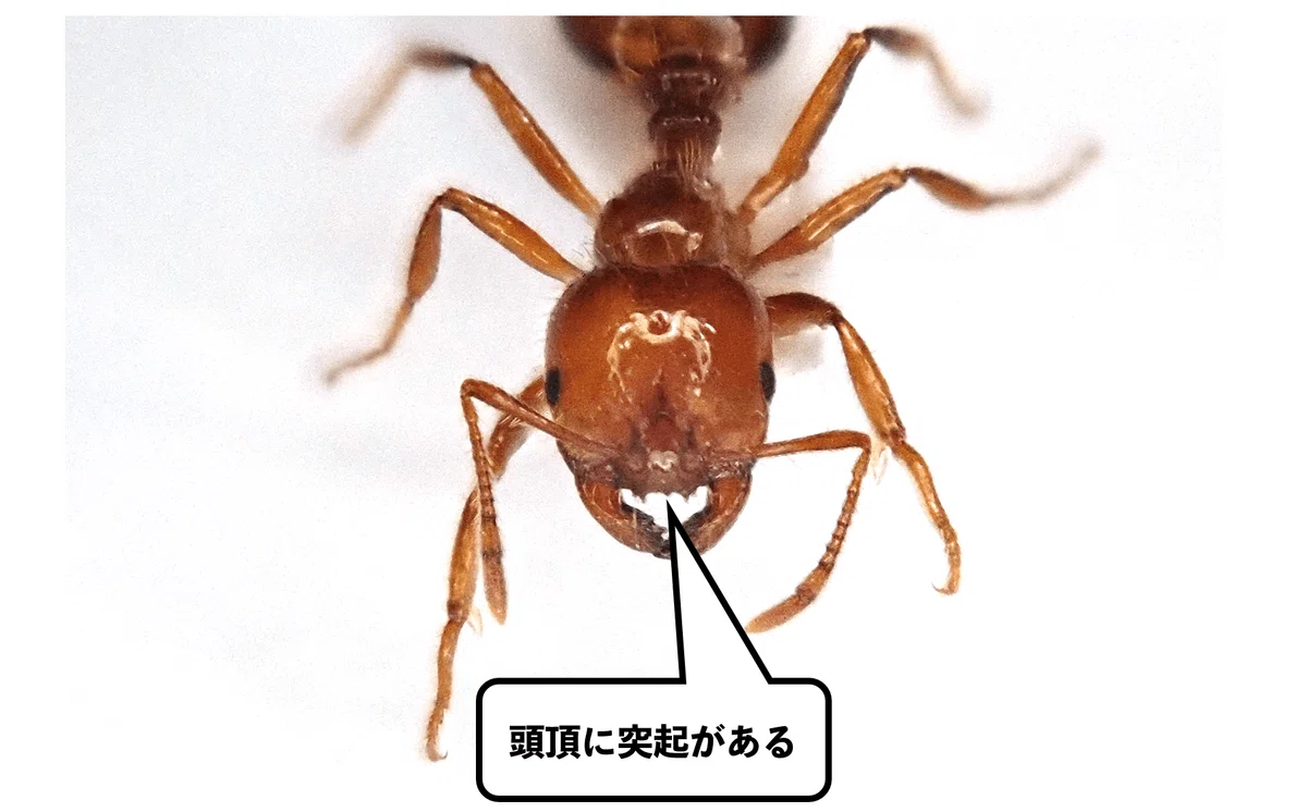 科学館で「ヒアリ」を探した話|浜松科学館 みらいーら