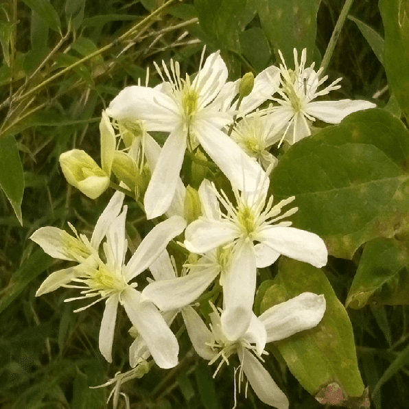 仙人草、センニンソウの白い花と白いヒゲ｜歓怒（かんど）