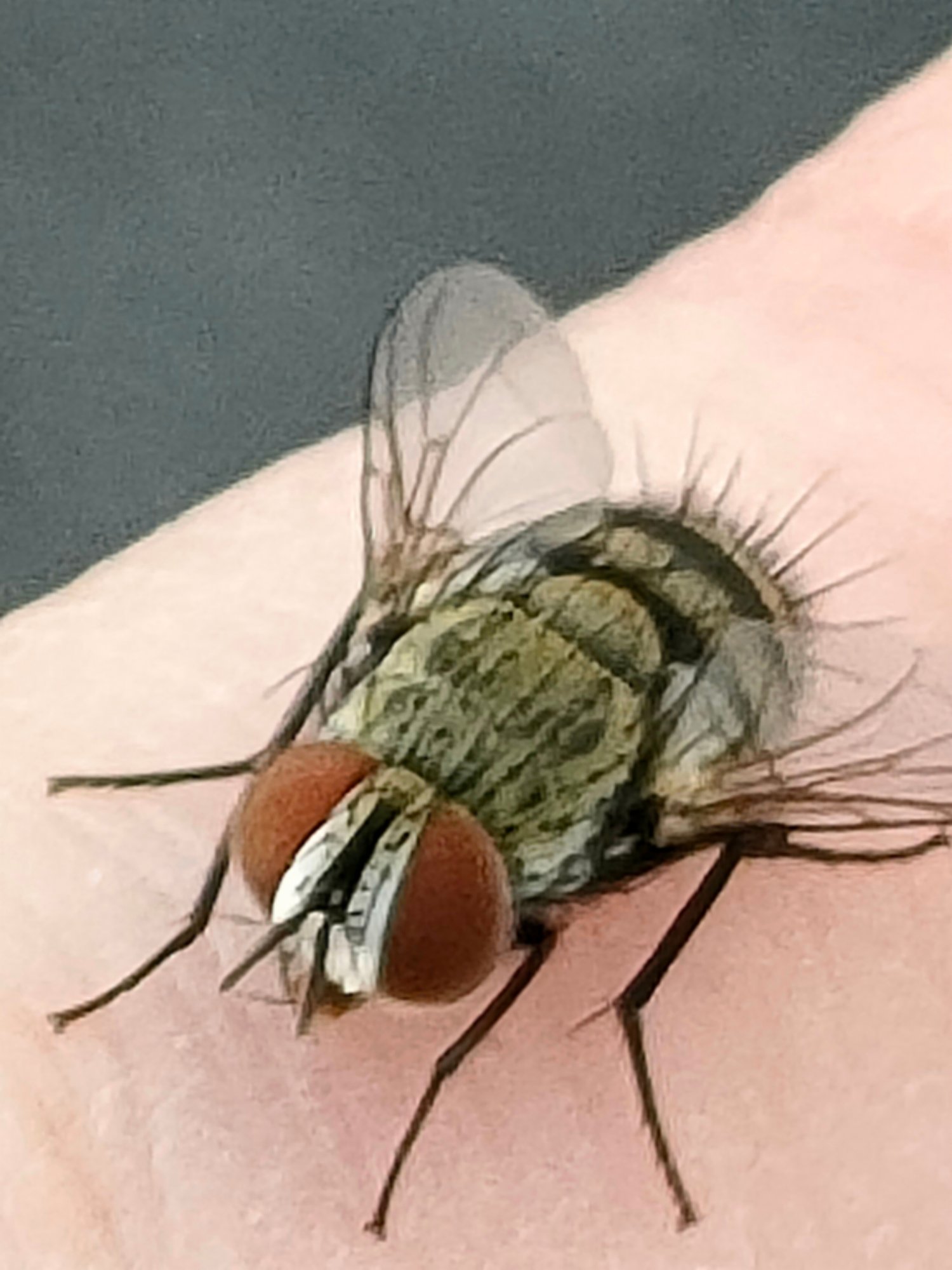 ハエを触ってみる 月澄狸 Note ハエを触ってみる 月澄狸 Note