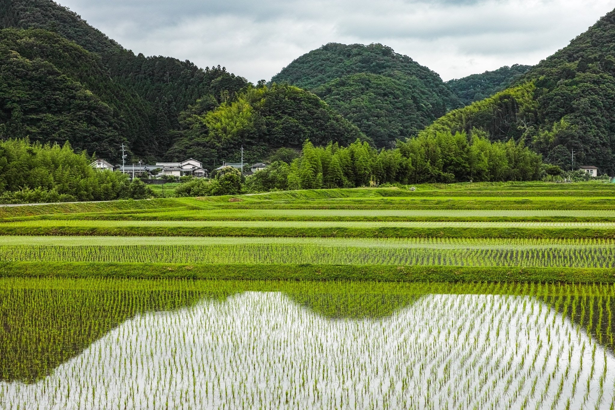 闘う田舎暮らし。棚田の稲刈り編〜岡山県美作市上山の千枚田