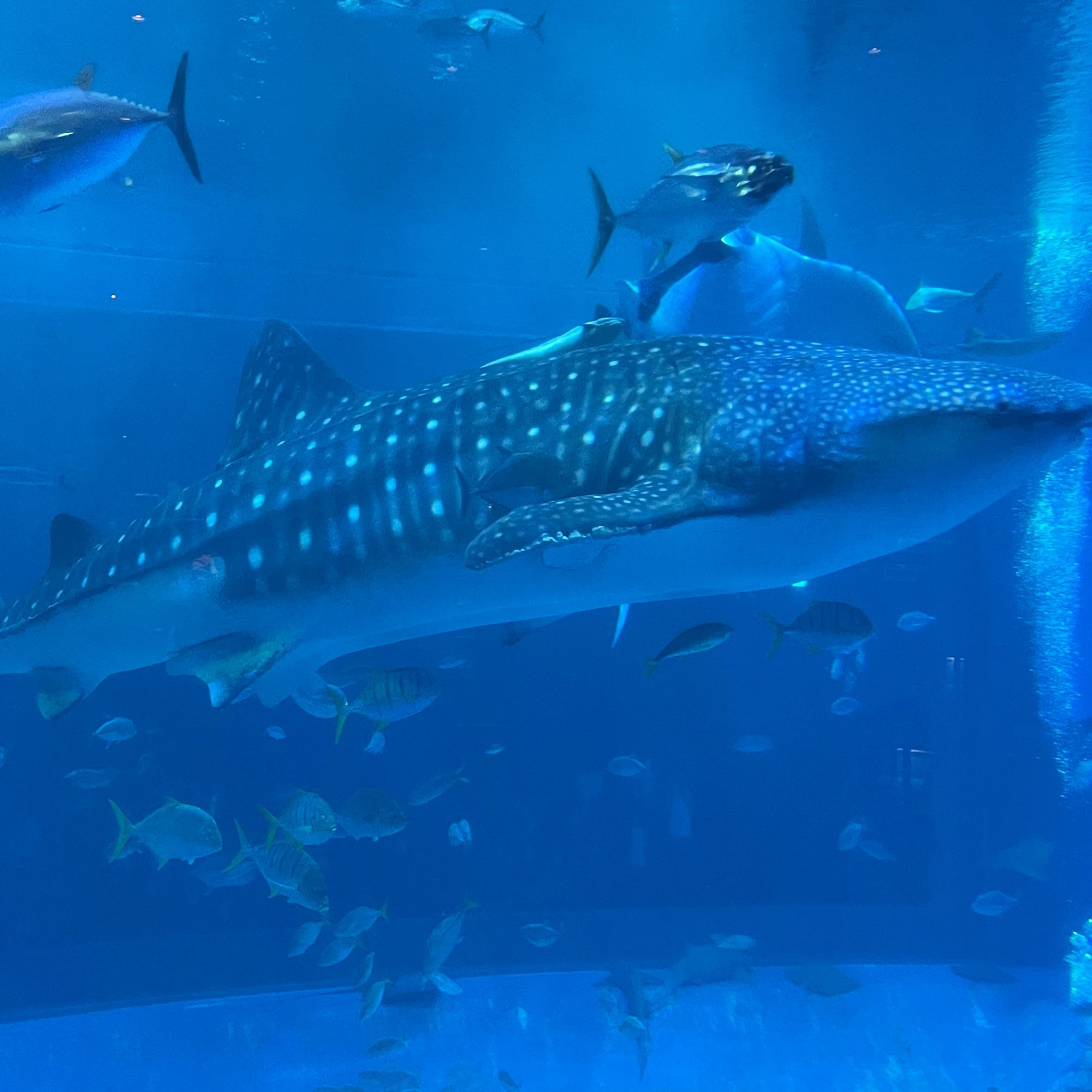 美ら海水族館へ 本部町 前田海香子 Note