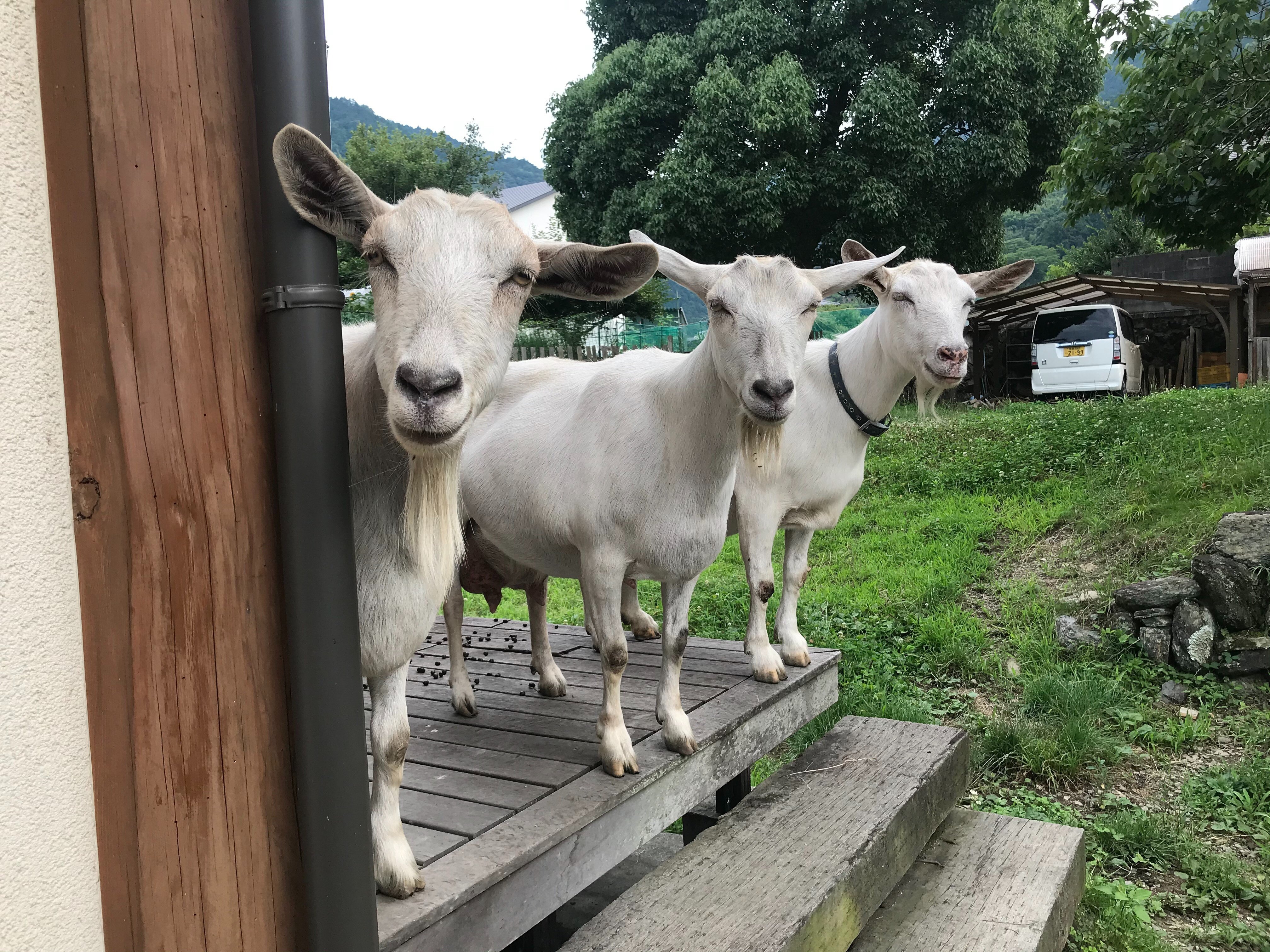 徳島県神山町でヤギと暮らす｜広瀬浩二