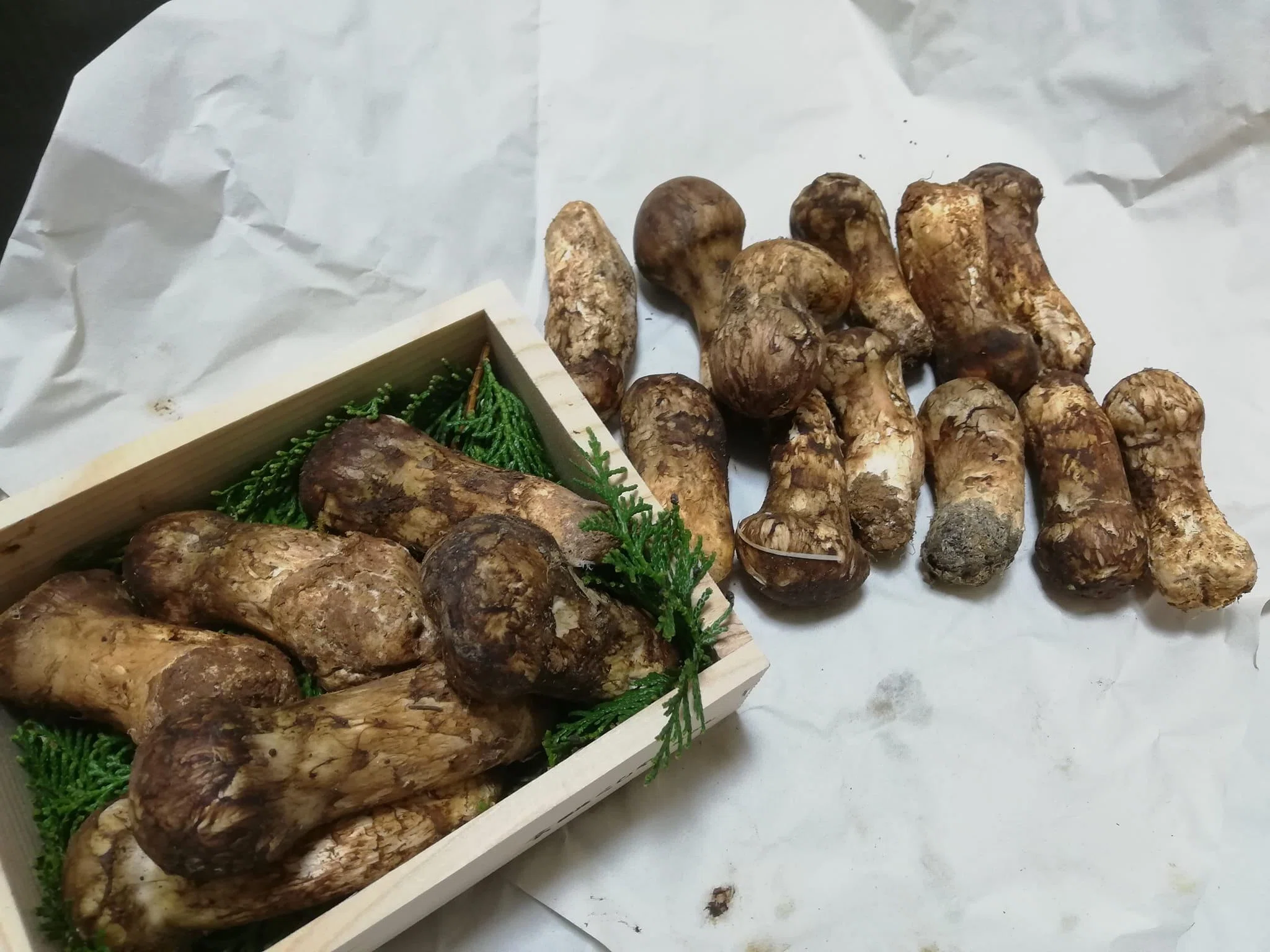 今朝採れたて！新鮮 国産、北海道産マツタケ（松茸）5本セット、210g