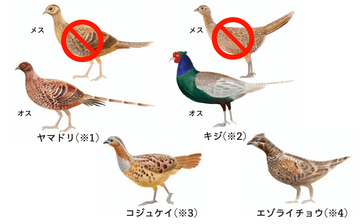 セール キジのメス、オス オスのキジの隣を見ると…？ ほほ笑ましい