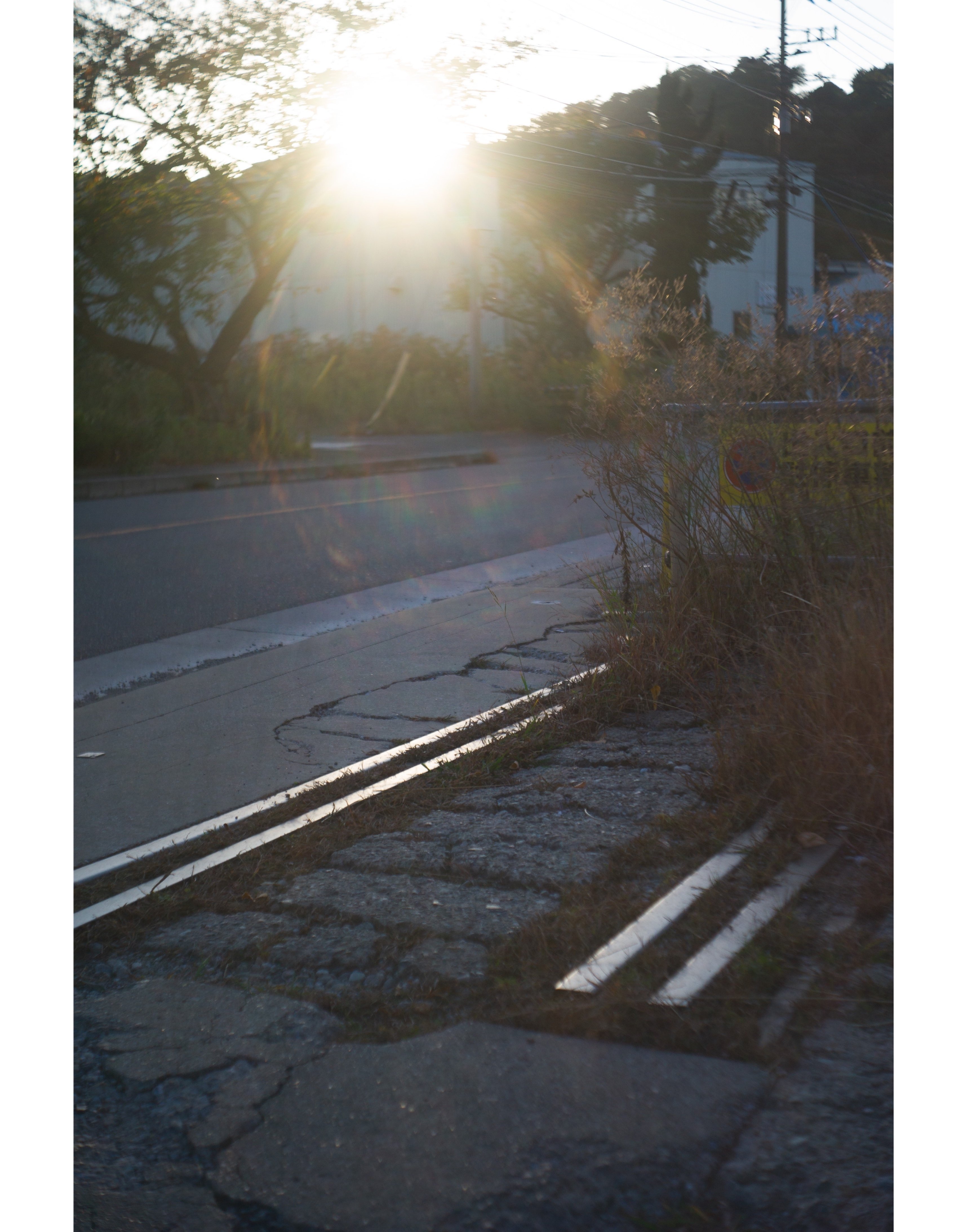 作例(8)】Angenieux 50mm F2.9 Type Z5（Lマウント）｜Shinichi