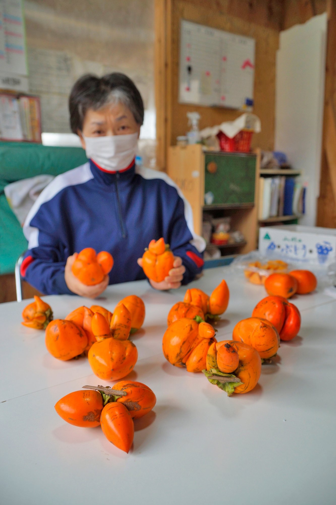 石巻地方でも大量発生 農家に深刻な影響 温度差ストレス 柿が変形 石巻days 石巻日日新聞社公式 Note