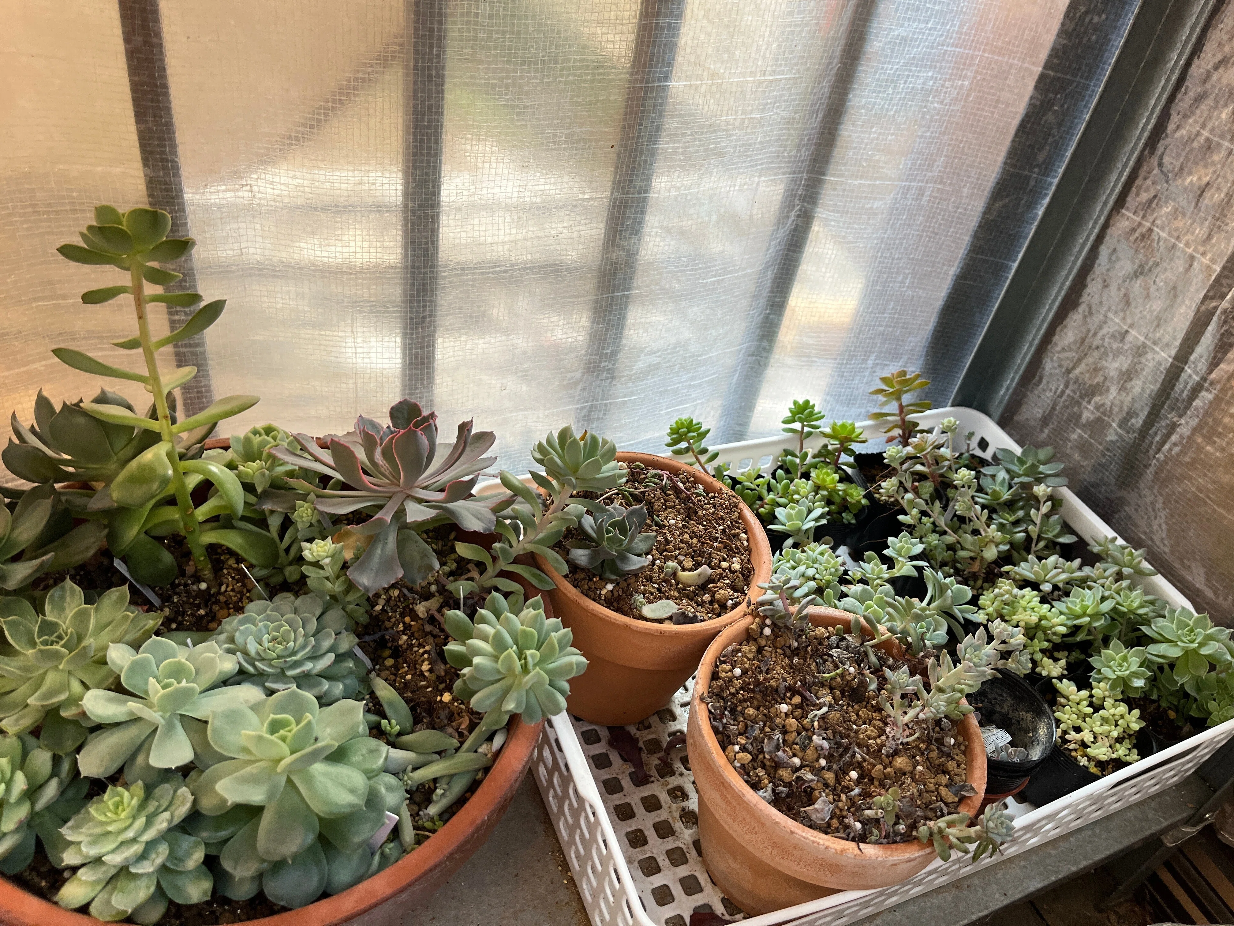 テラスの植物-フィカス・バロック、多肉植物、キセログラフィカ