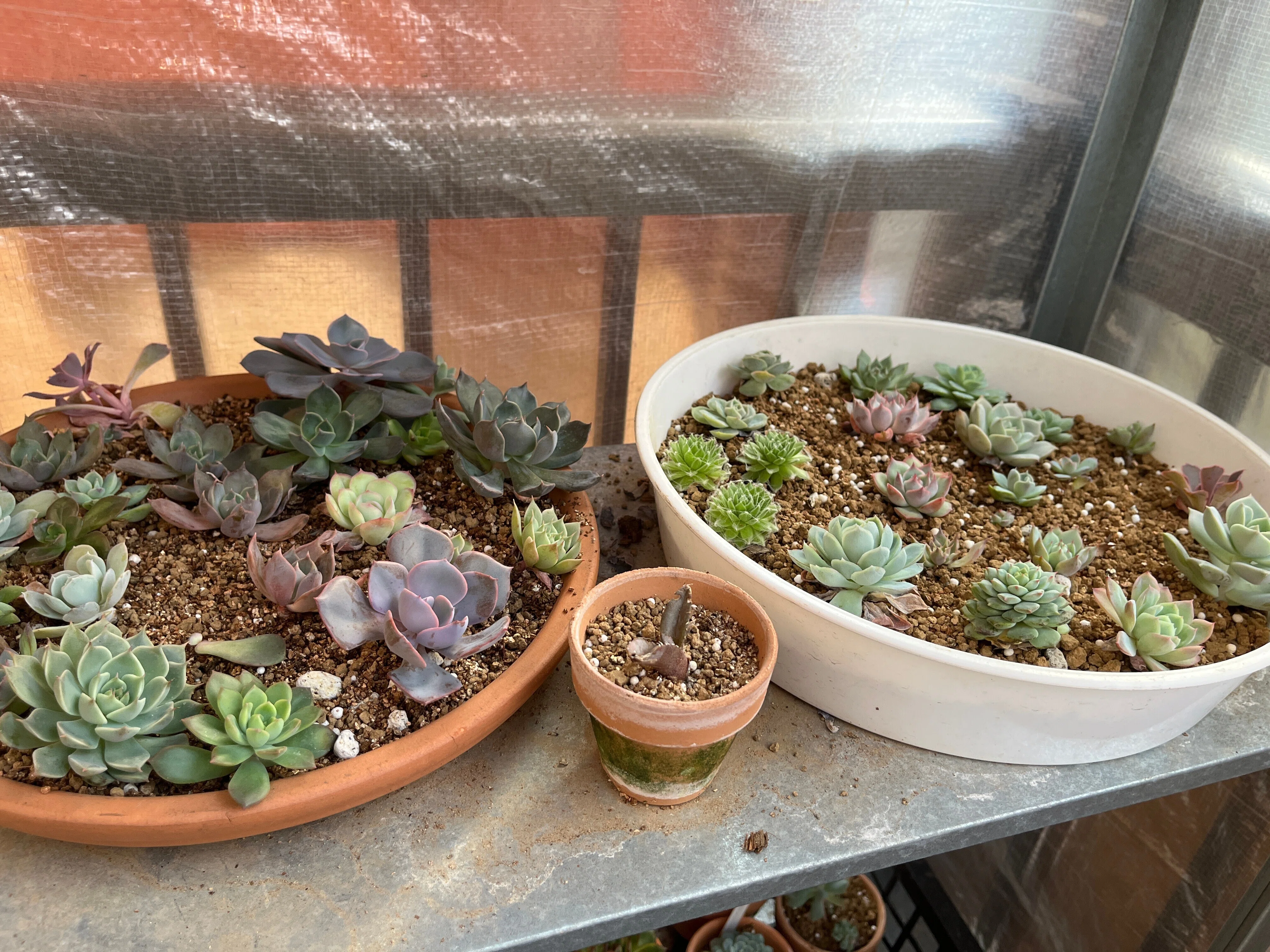 テラスの植物-フィカス・バロック、多肉植物、キセログラフィカ