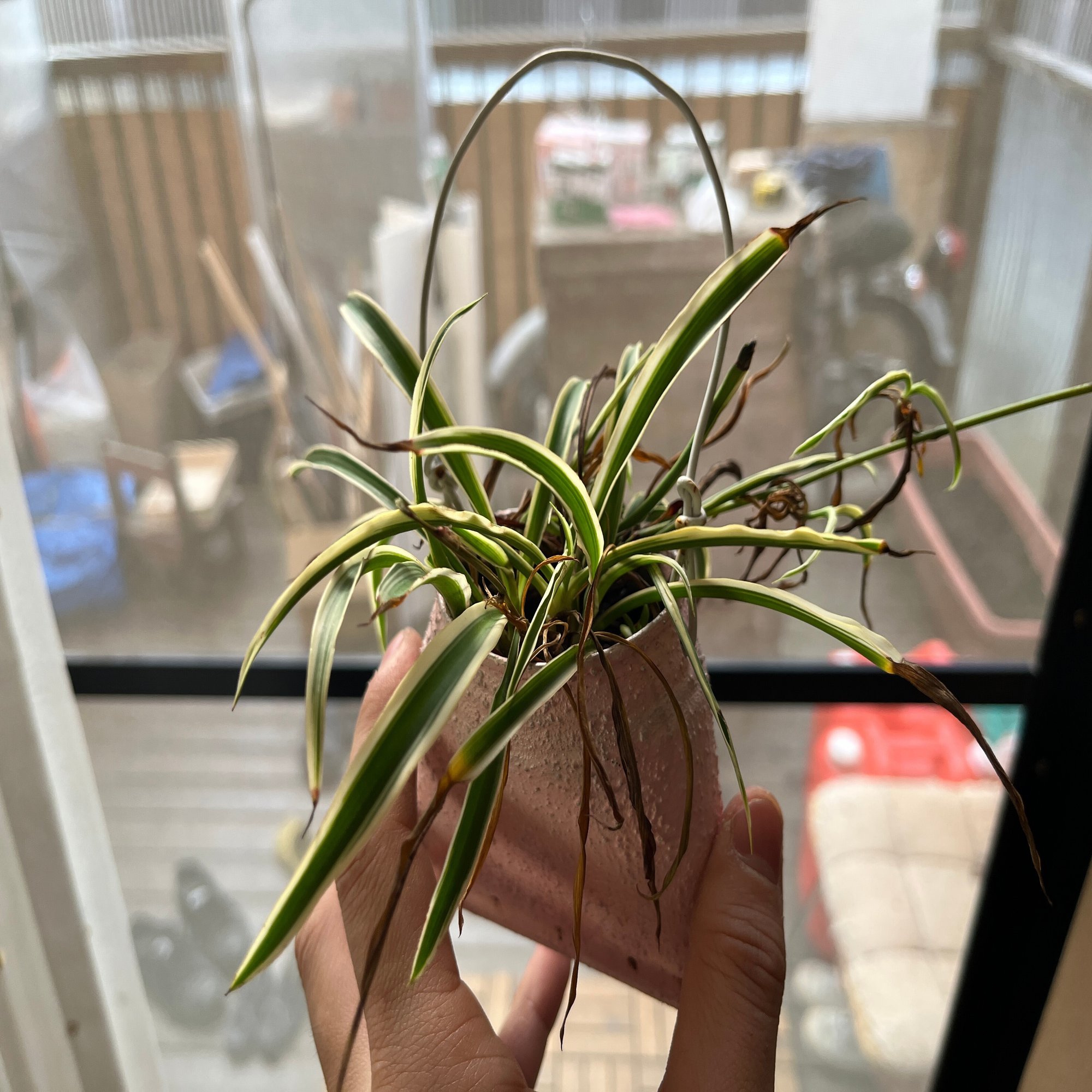 テラスの植物 フィカス バロック 多肉植物 キセログラフィカ ビカクシダ オリヅルラン 22 11 12 Nakada Shugo Note