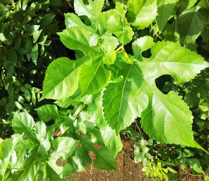 野草デビュー 50 クワその2 クワの葉の形と天ぷら｜ピッピ