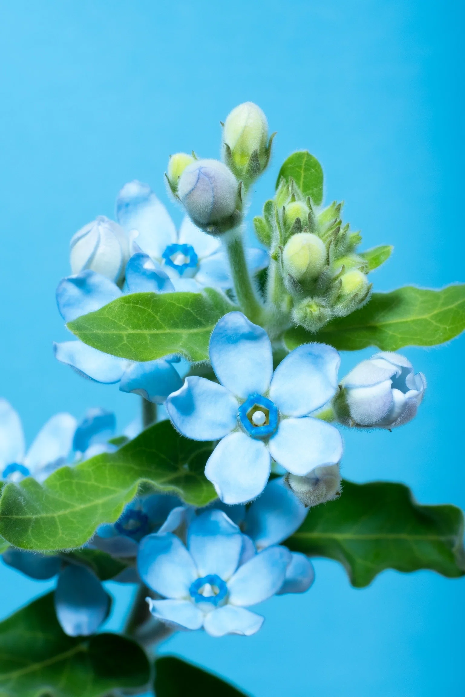 密着取材】ブルースターの開花を12日間 撮ってみた。｜タキツネ | 花の