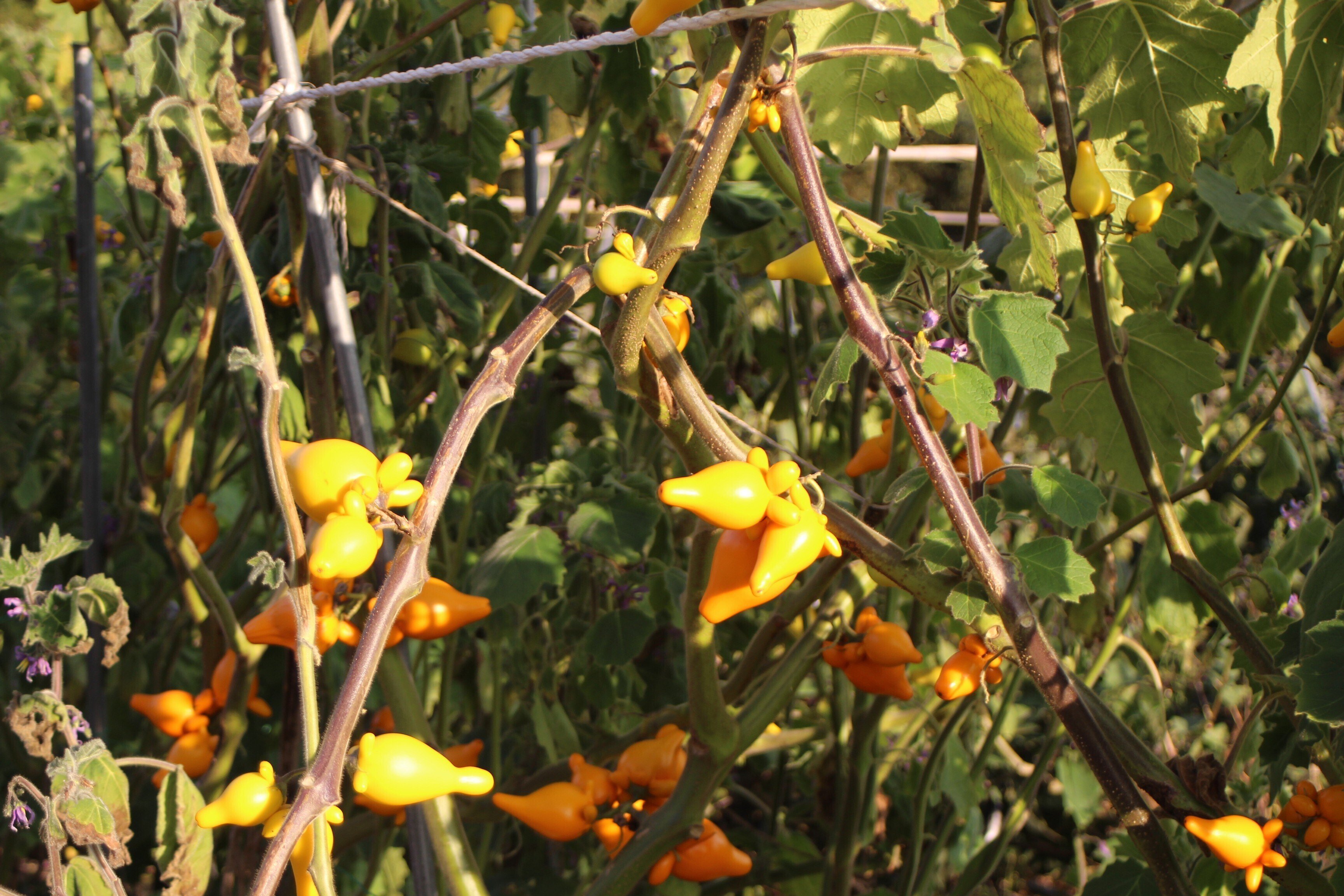 フォックスフェイス　カナリアナス　枝付き3本 フォックスフェイス カナリアナス 枝付き3本 枝物 黄 カナリアナス