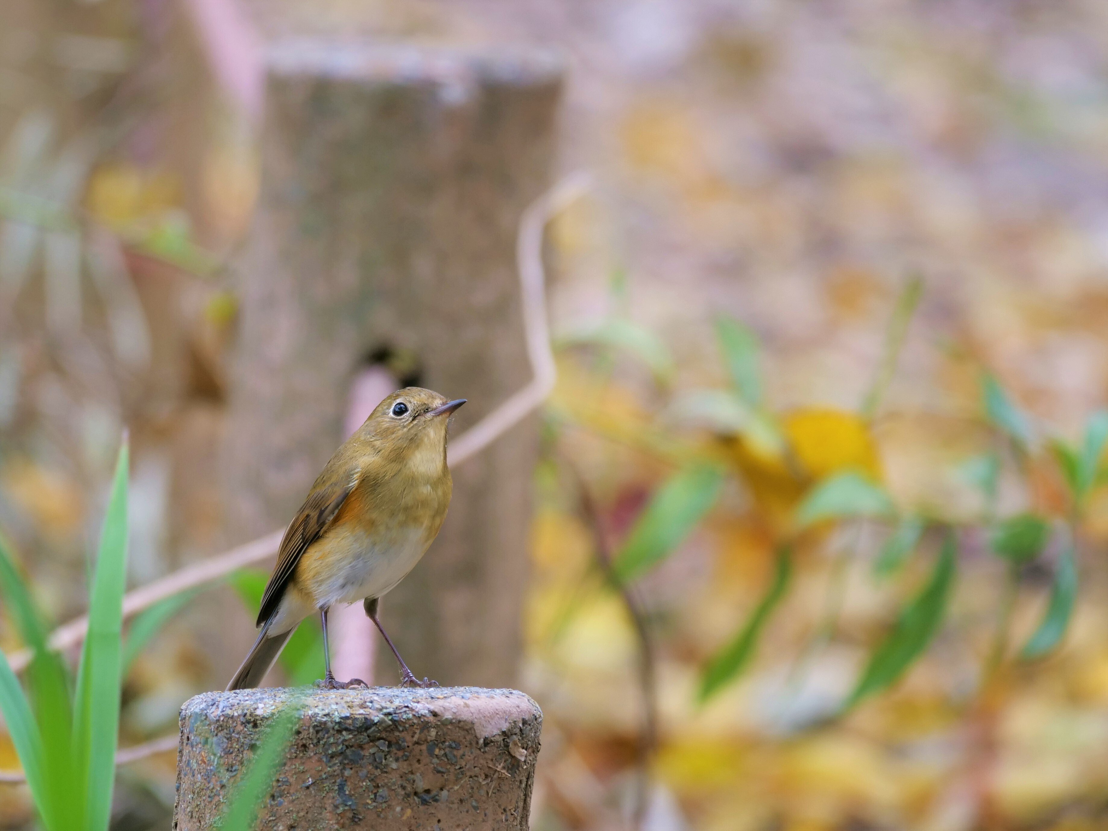 ルリビタキとウソ　木彫りの野鳥　 　　ありがとう358さま専用品 ルリビタキとウソ 木彫りの野鳥 ありがとう358さま専用品