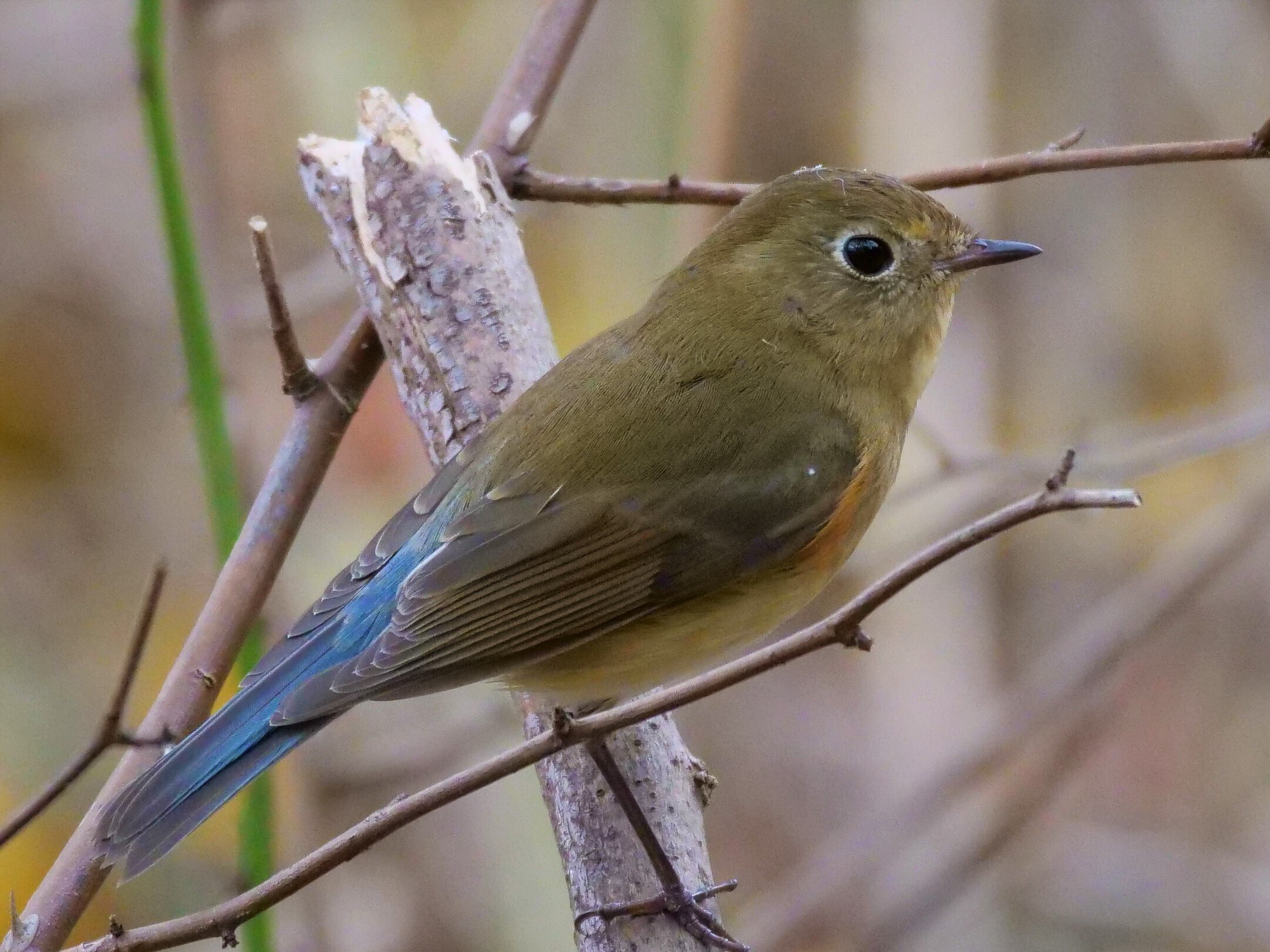 ルリビタキとウソ　木彫りの野鳥　 　　ありがとう358さま専用品 野鳥シリーズ31 ルリビタキ | あきた森づくり活動サポートセンター