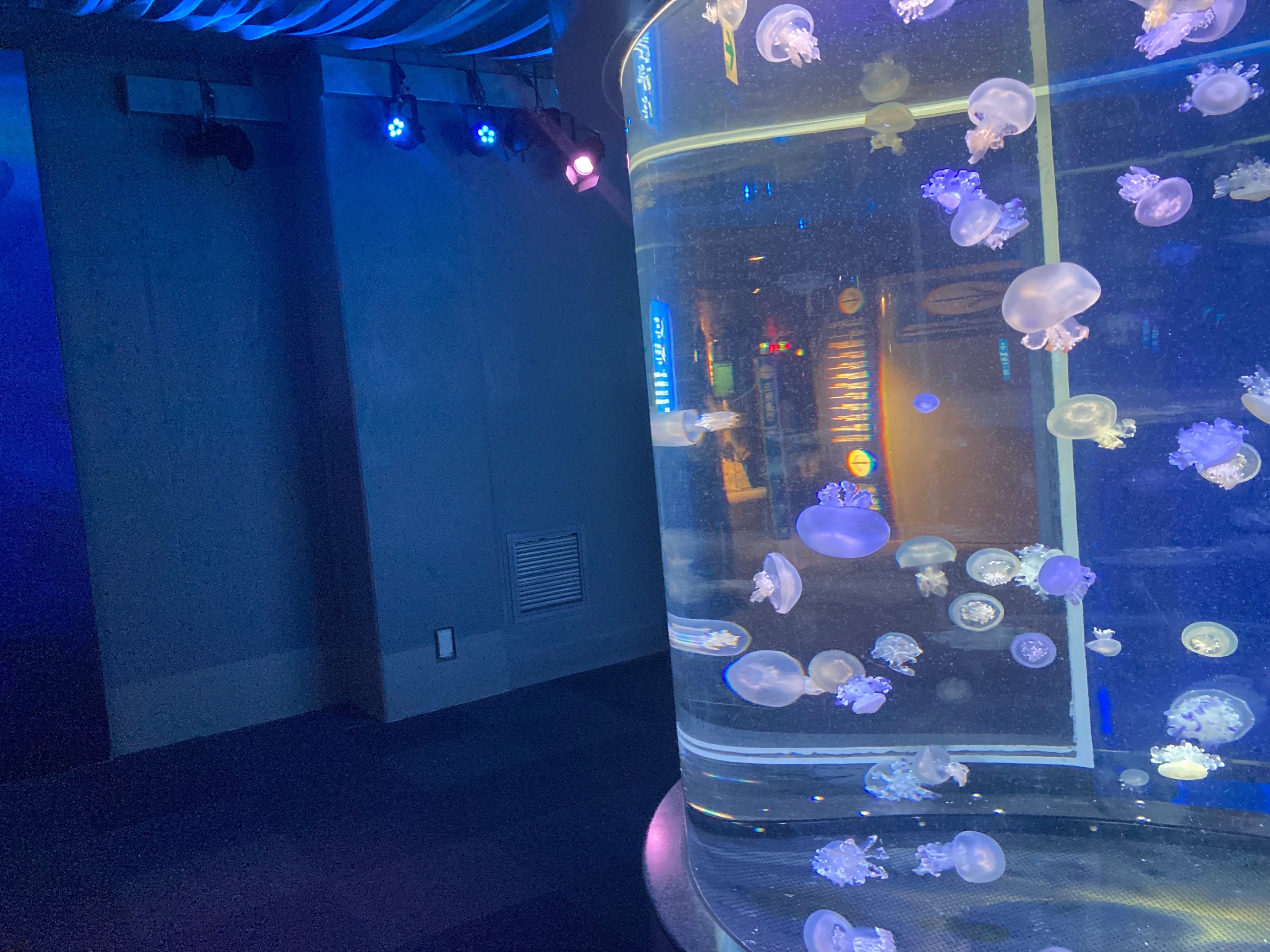 海月巡り Vol.1-1 ～Documentary of 日向坂4期生 平岡海月 聖地巡礼