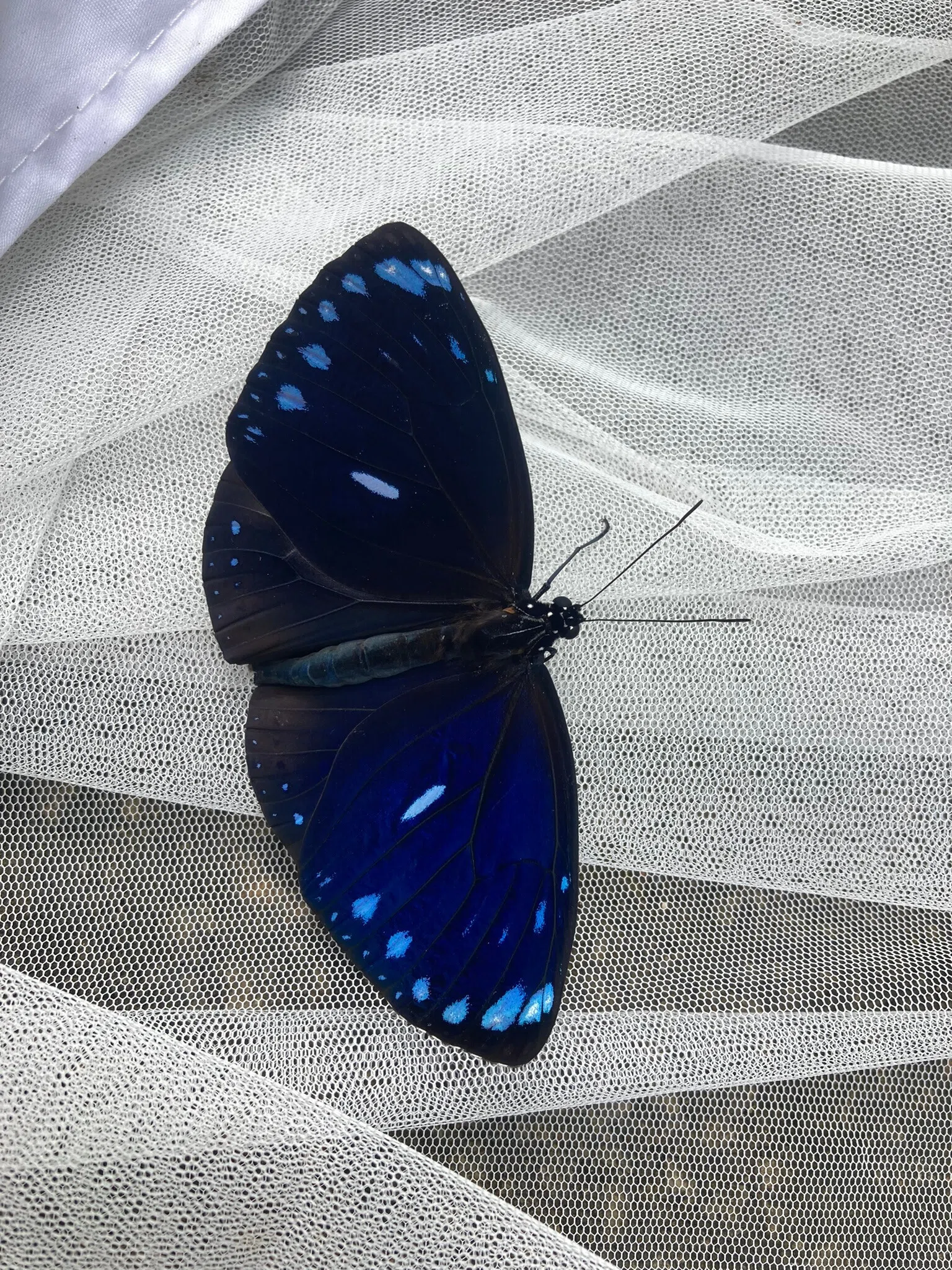 アカメガネトリバネアゲハ ペア ハルマヘラ産 商品の説明Ornithoptera