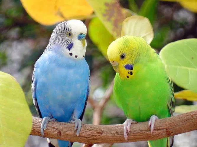 5種類のおしゃべり鳥を解説｜木暮あき