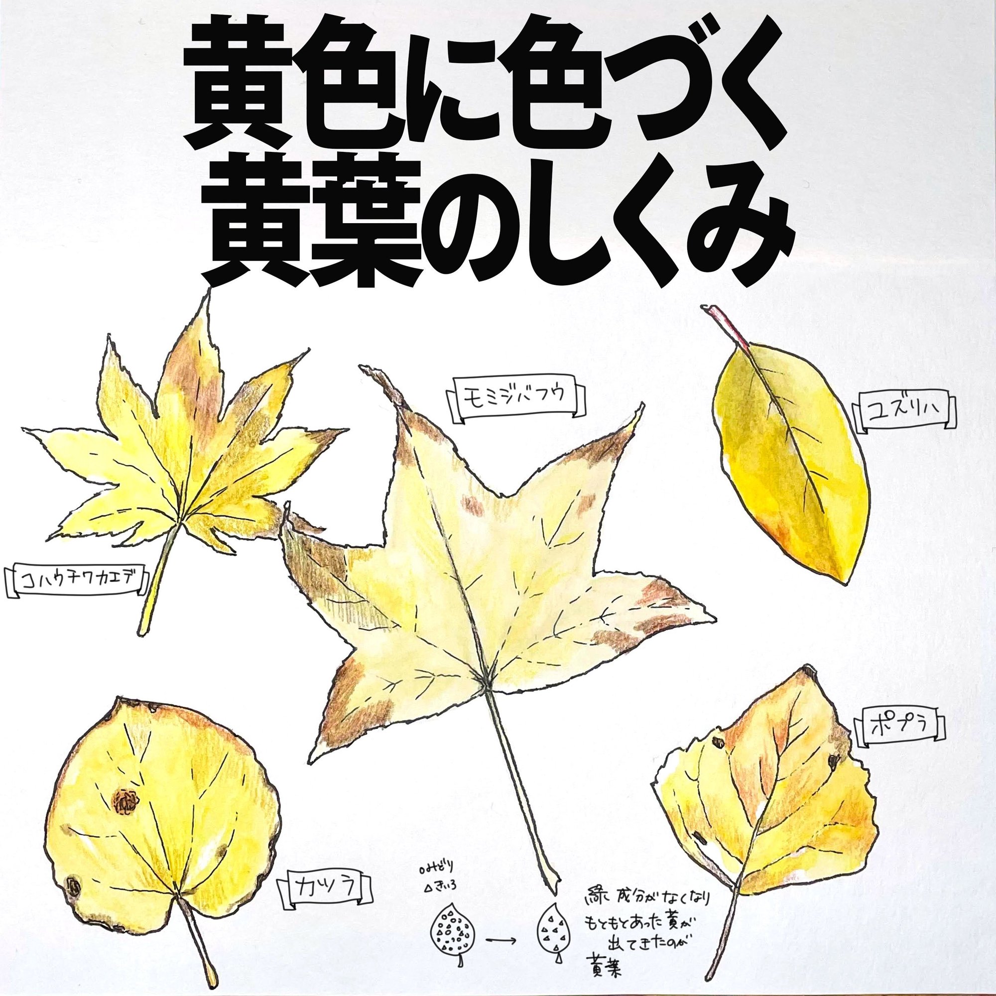 黄色に色づく黄葉 こうよう のしくみ 自然ガイドのネタ帳 くますけ Note