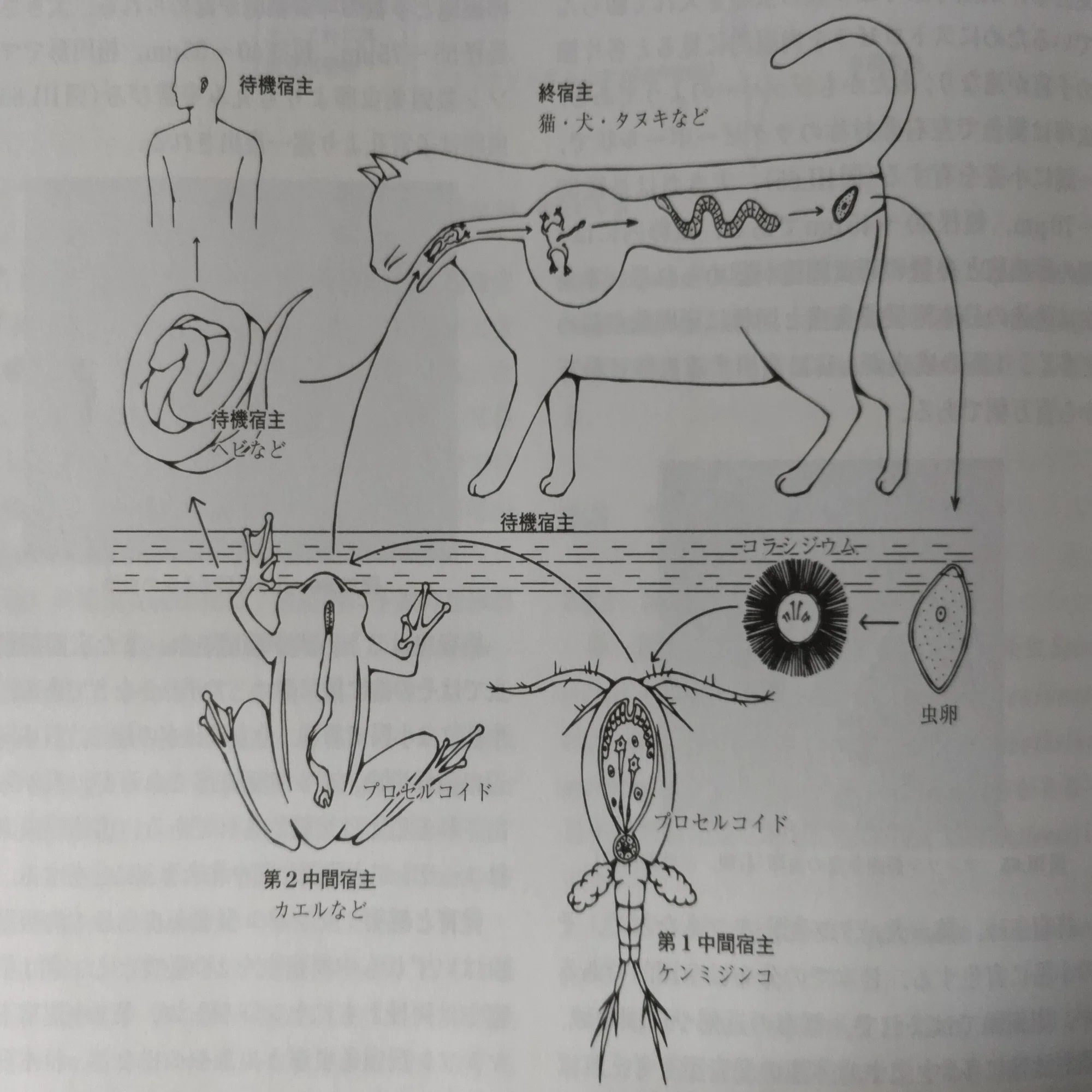 公の場での発言・インタビュー報道記録