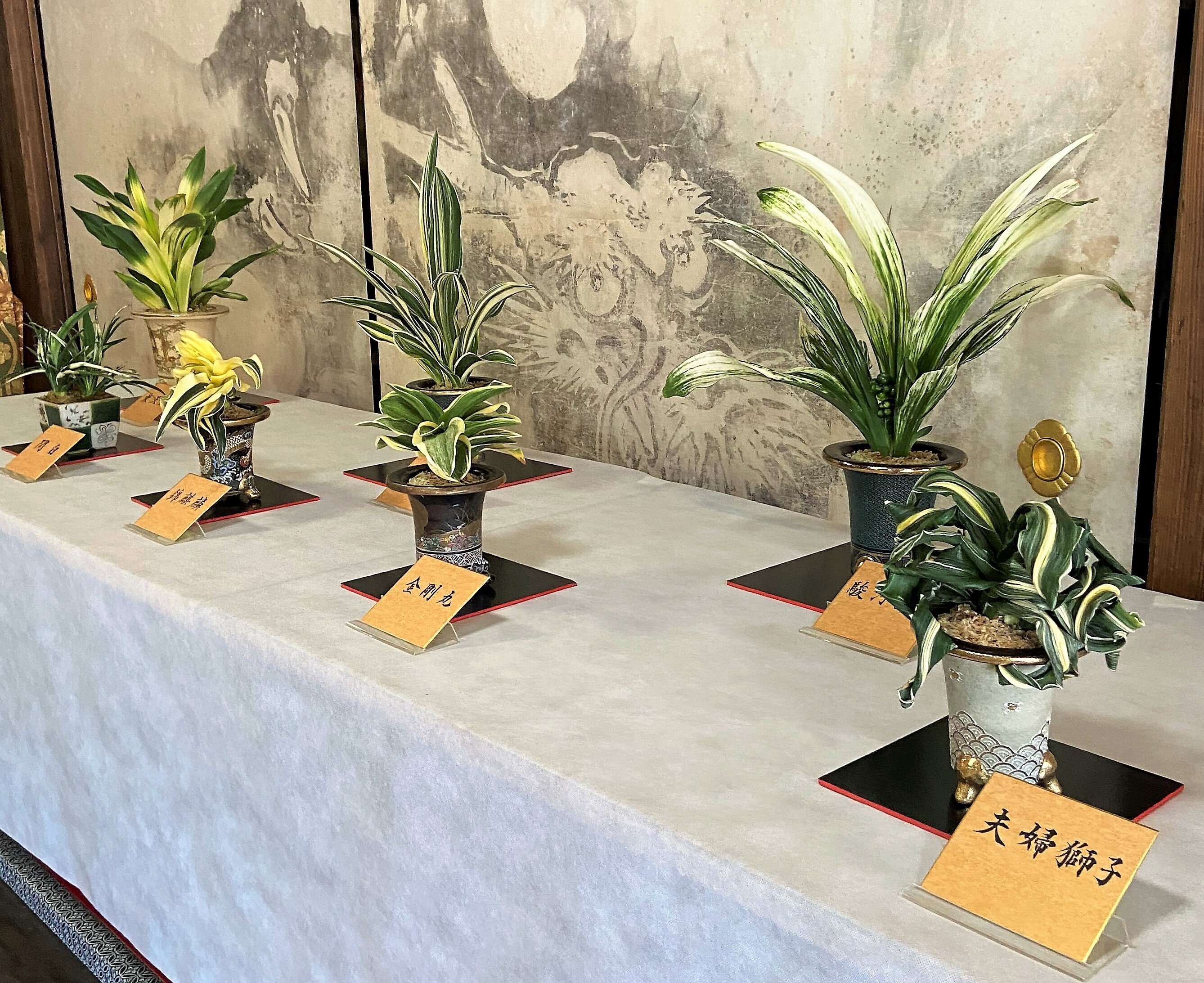 連載～静岡の歴史を学ぼう176】Omoto Part1 万年青（おもと）パート1