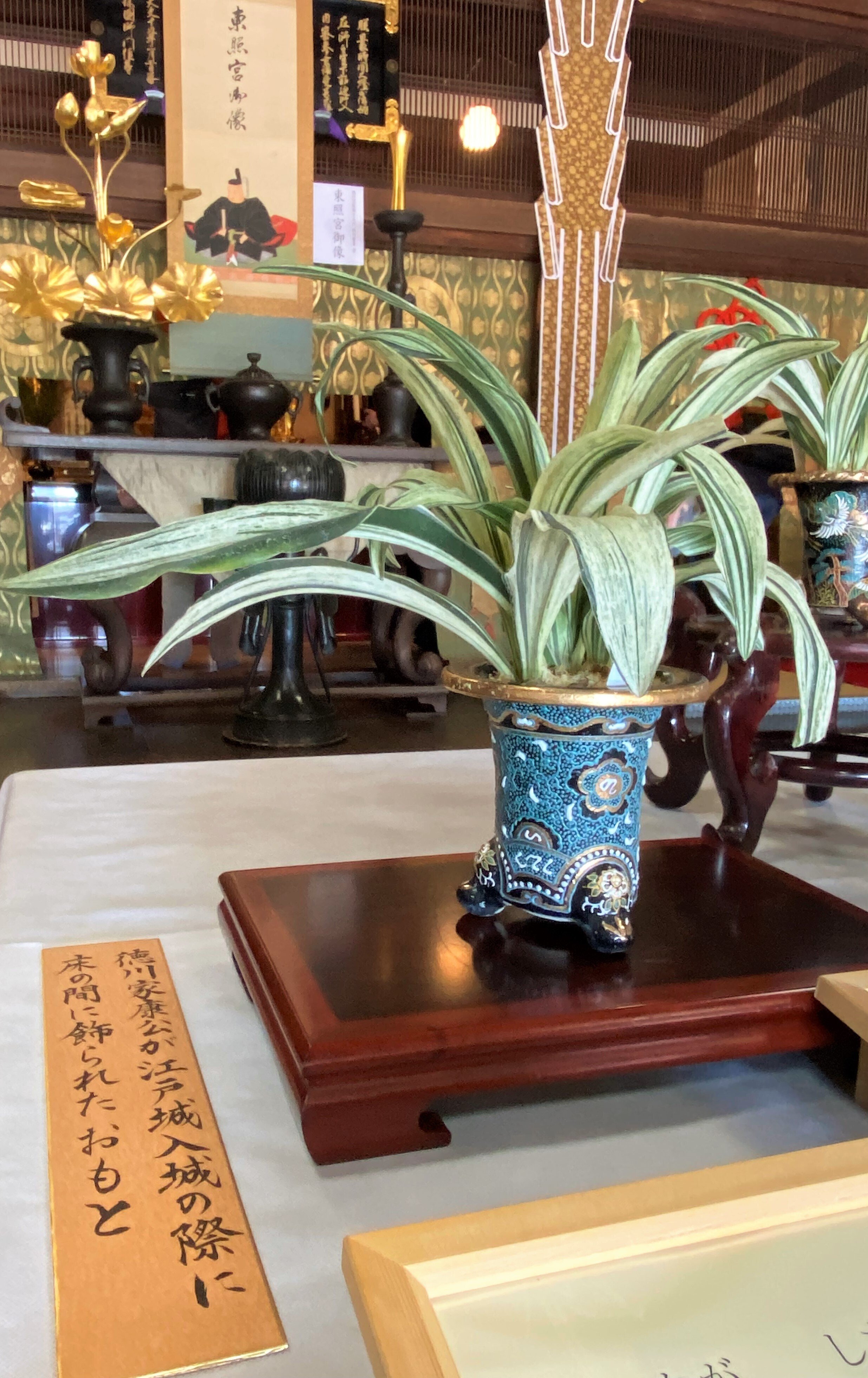 連載～静岡の歴史を学ぼう176】Omoto Part1 万年青（おもと）パート1